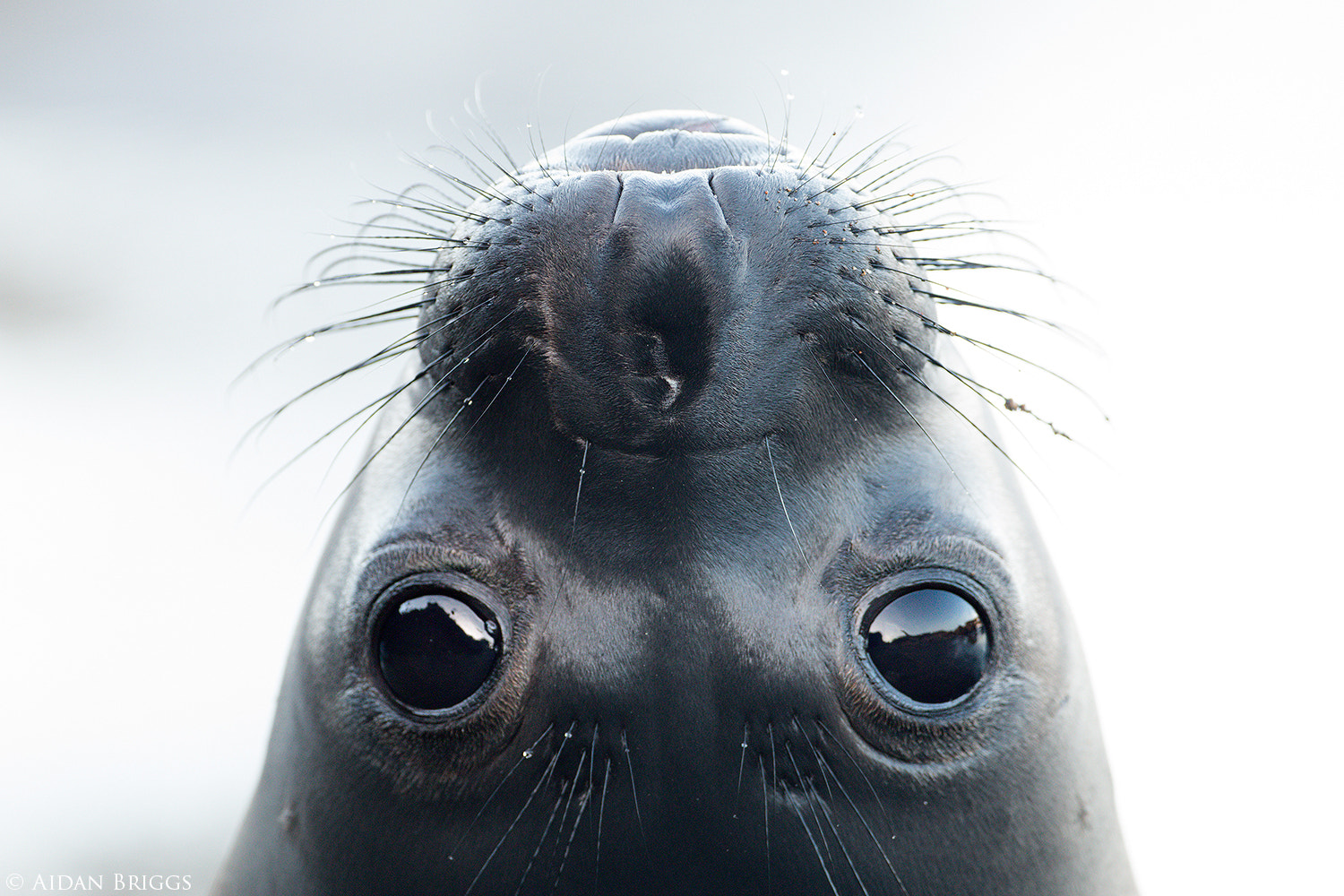 Canon EOS 70D + Canon EF 500mm F4L IS USM sample photo. Seal pup photography