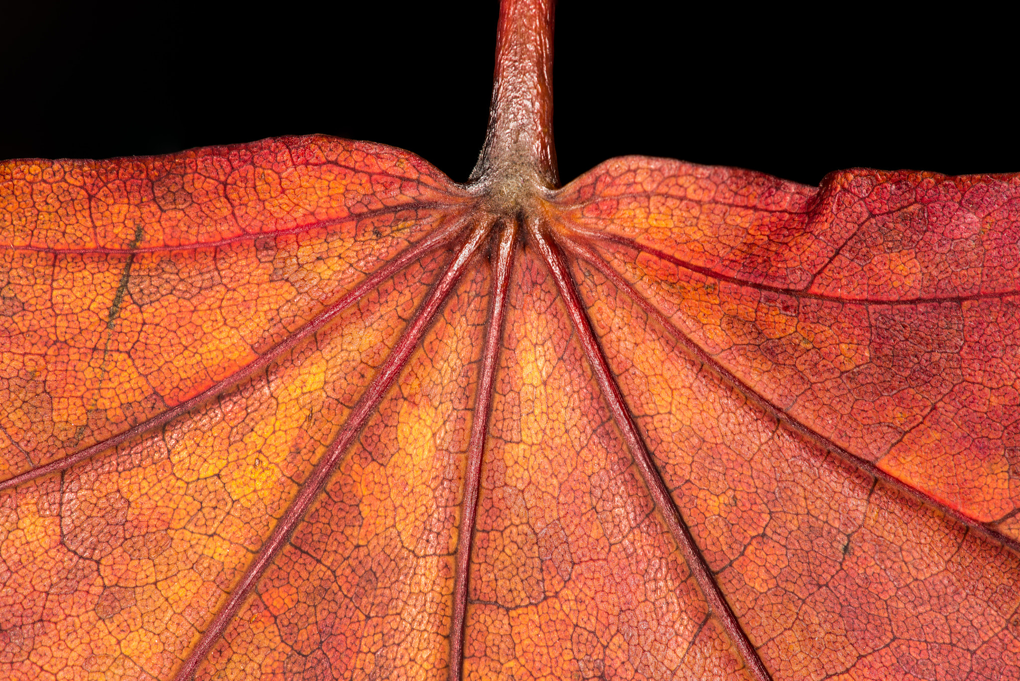 Nikon D600 + Nikon AF Micro-Nikkor 200mm F4D ED-IF sample photo. Dragon wing maple leaf photography
