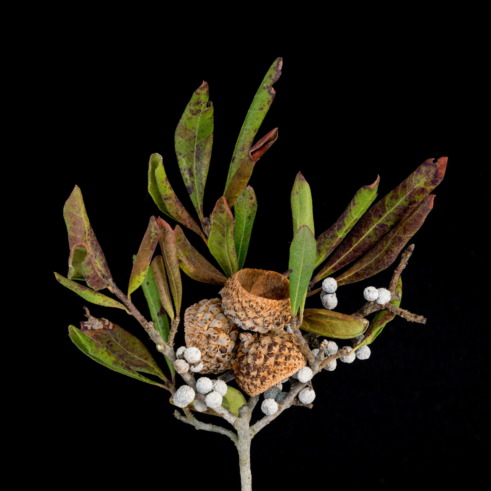 Nikon D600 + Nikon AF Micro-Nikkor 200mm F4D ED-IF sample photo. Still life with white berries photography