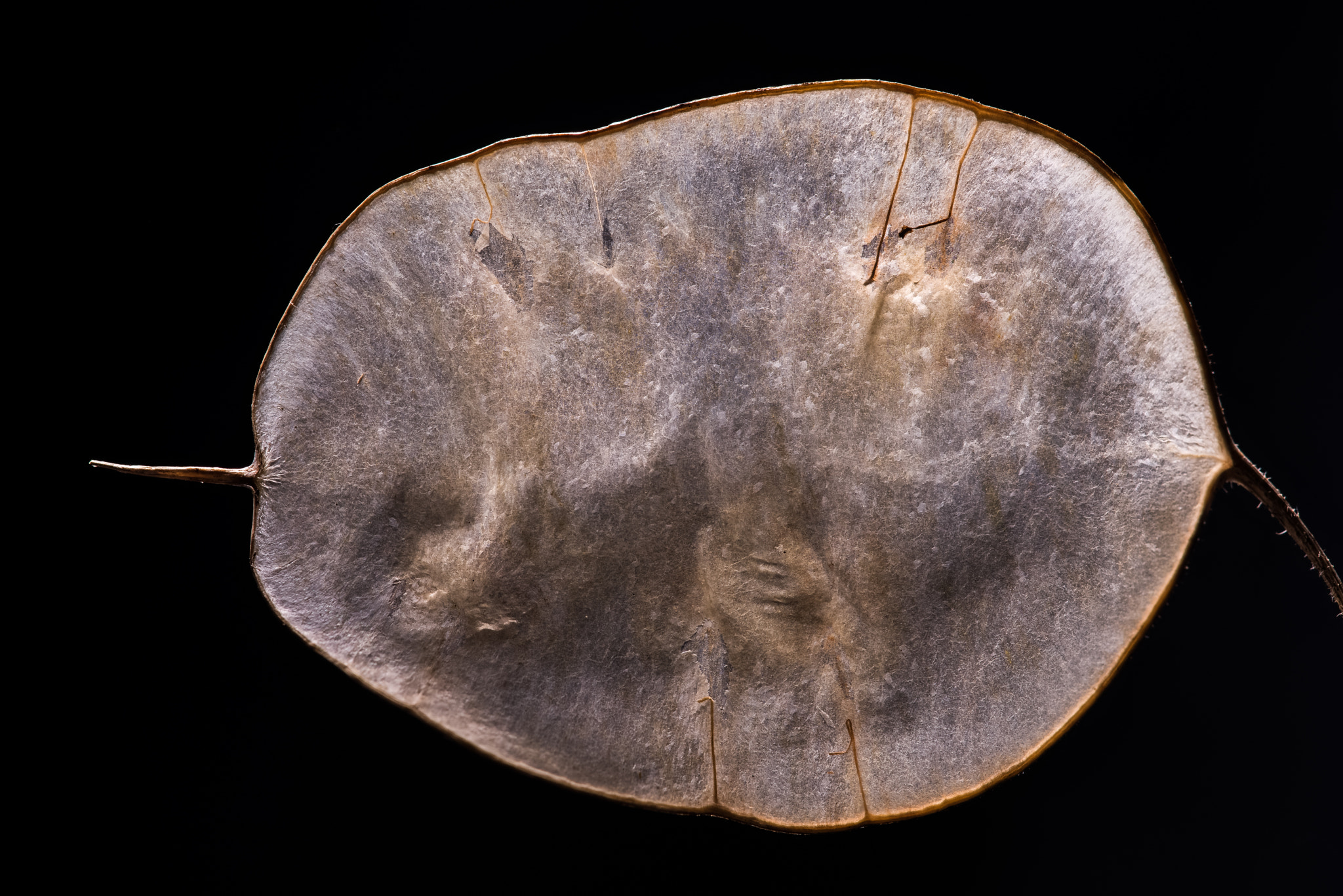 Nikon D600 + Nikon AF Micro-Nikkor 200mm F4D ED-IF sample photo. Ghostly seeds photography