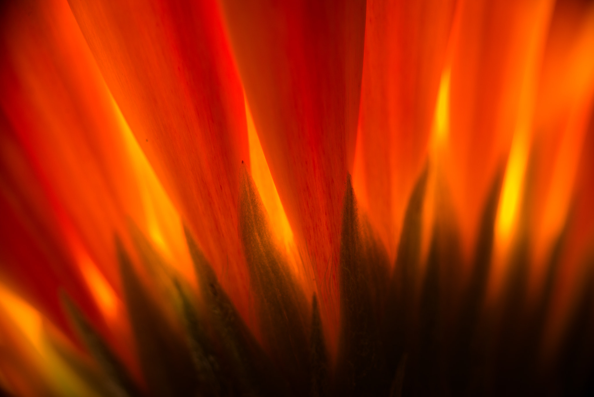 Nikon D600 + Nikon AF Micro-Nikkor 200mm F4D ED-IF sample photo. Backlit daisy photography