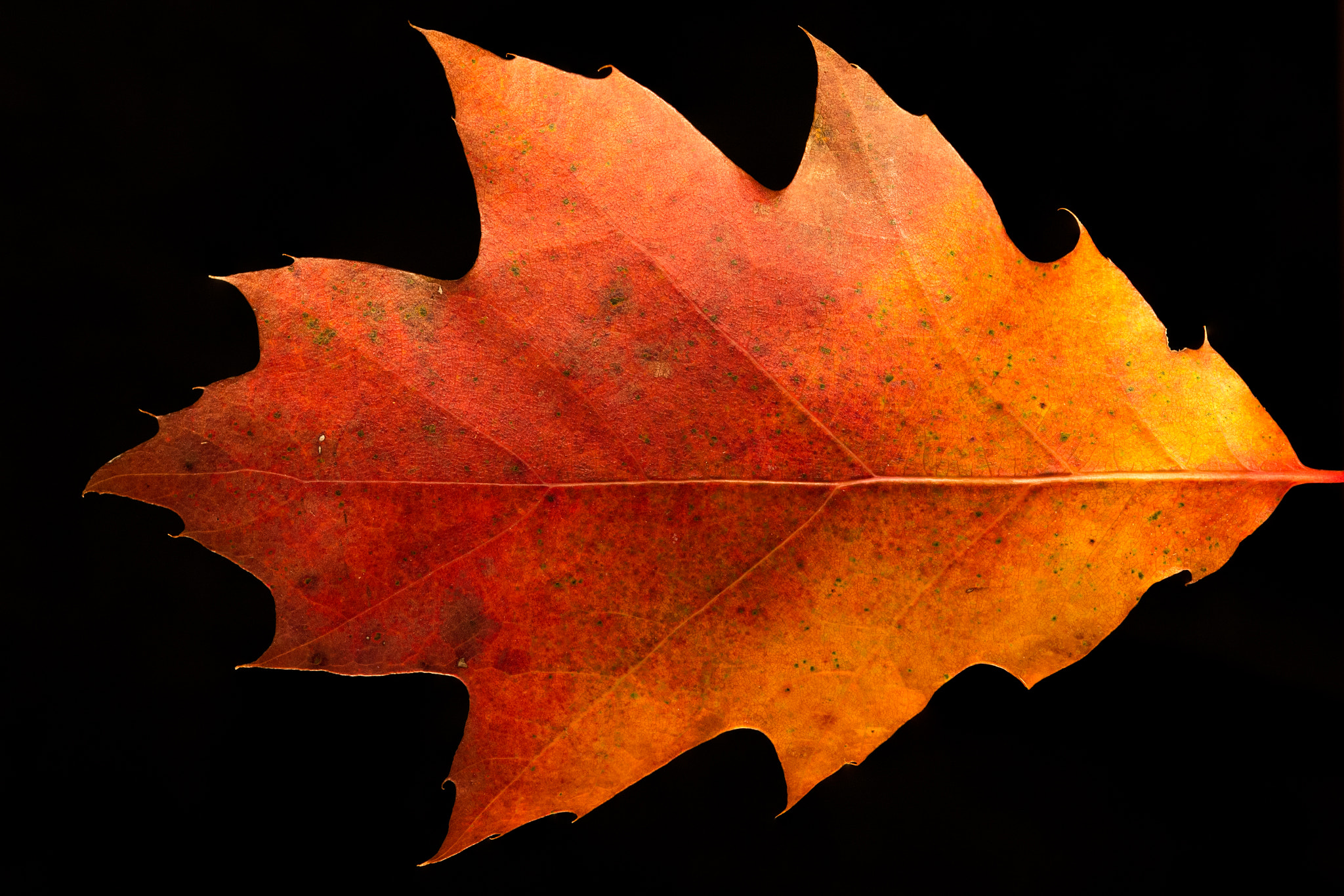 Nikon D600 + Nikon AF Micro-Nikkor 200mm F4D ED-IF sample photo. Blazing oak leaf photography