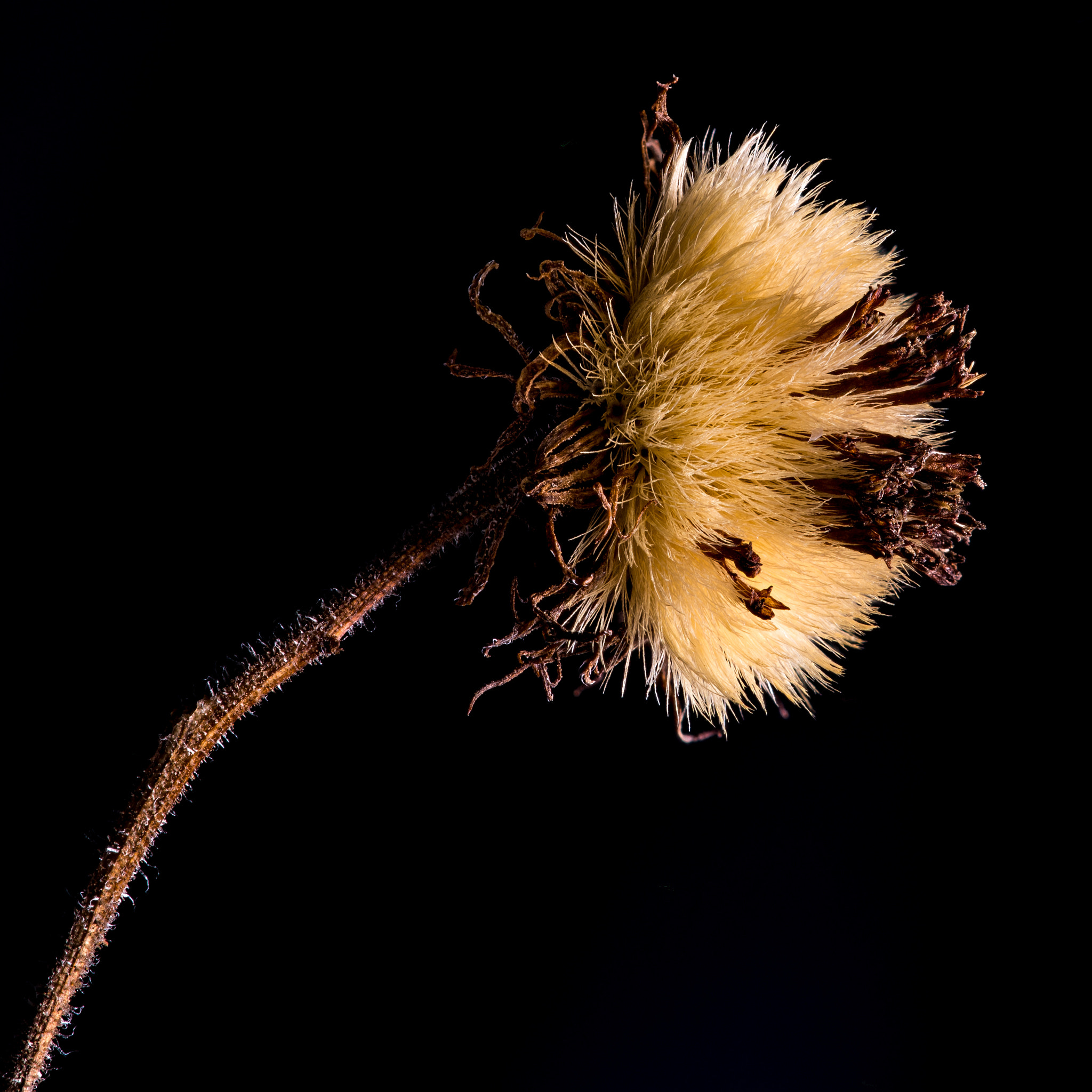 Nikon D600 + Nikon AF Micro-Nikkor 200mm F4D ED-IF sample photo. Dried flower facing east photography