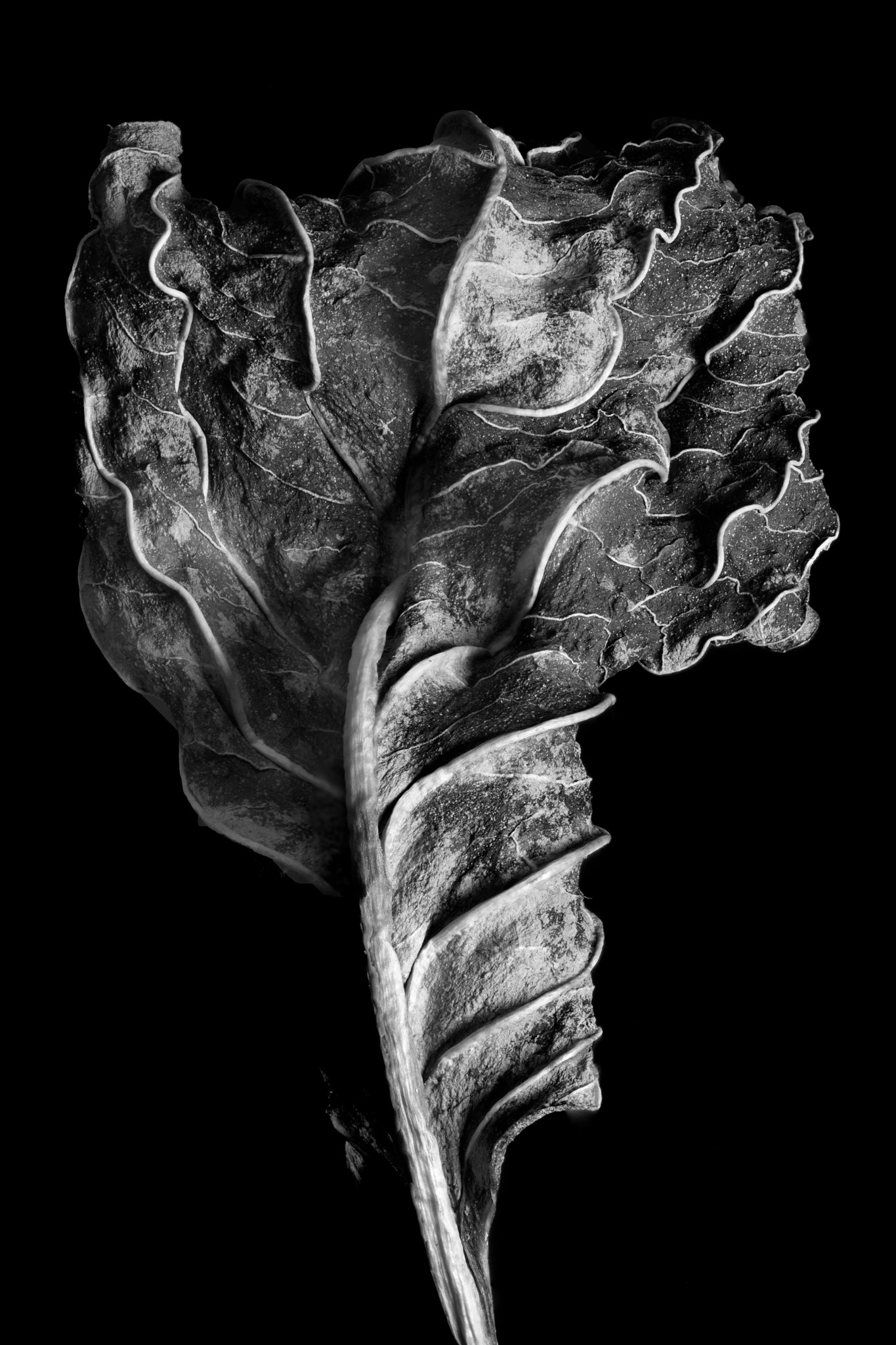 Nikon AF Micro-Nikkor 200mm F4D ED-IF sample photo. Crumpled leaf photography