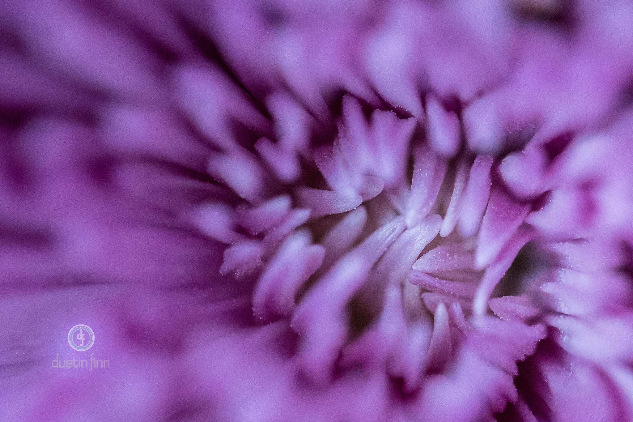 Sony a6300 + Canon EF 100mm F2.8L Macro IS USM sample photo. Tight petals photography