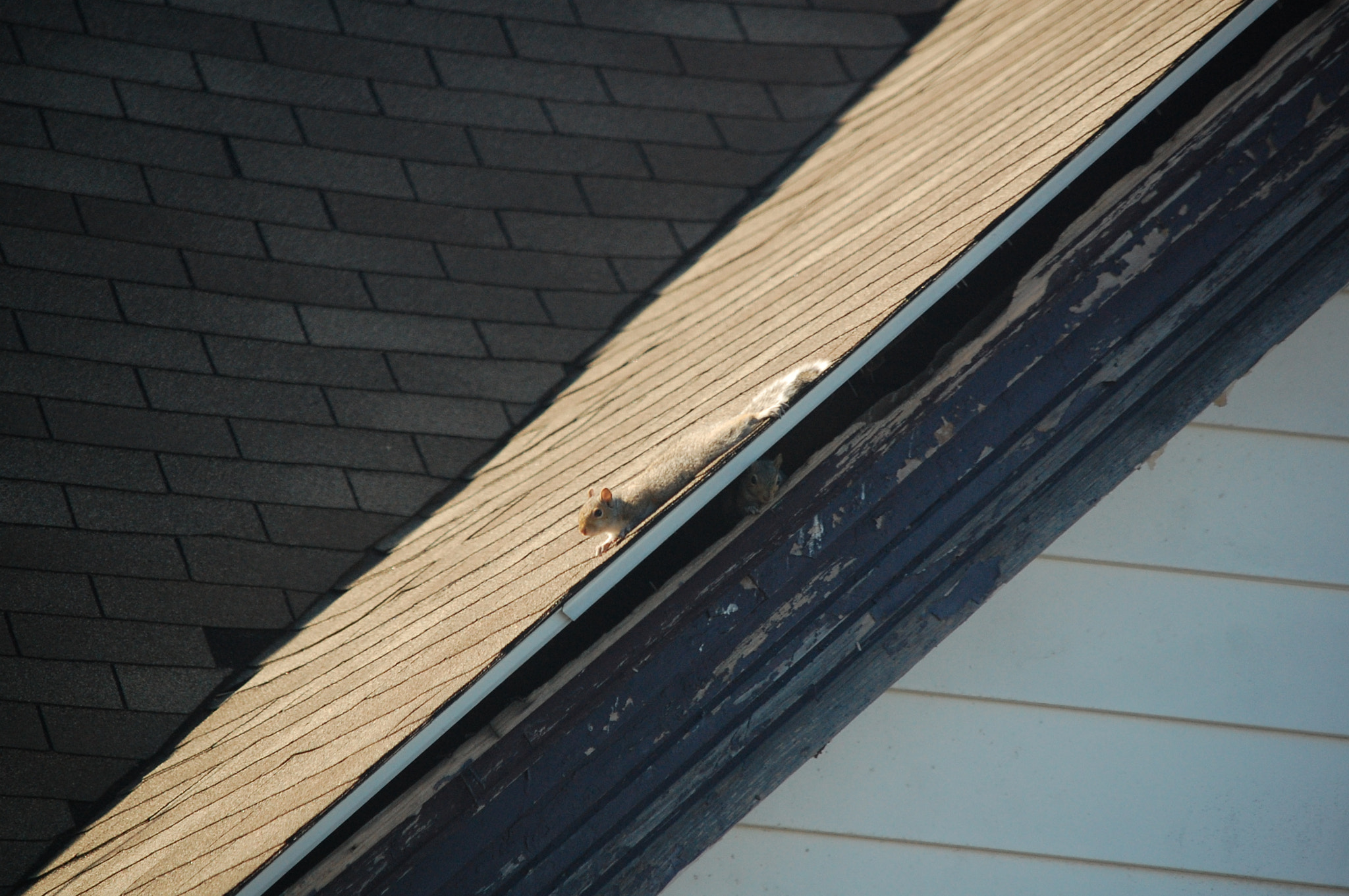 Nikon D40 sample photo. Two squirrels photography
