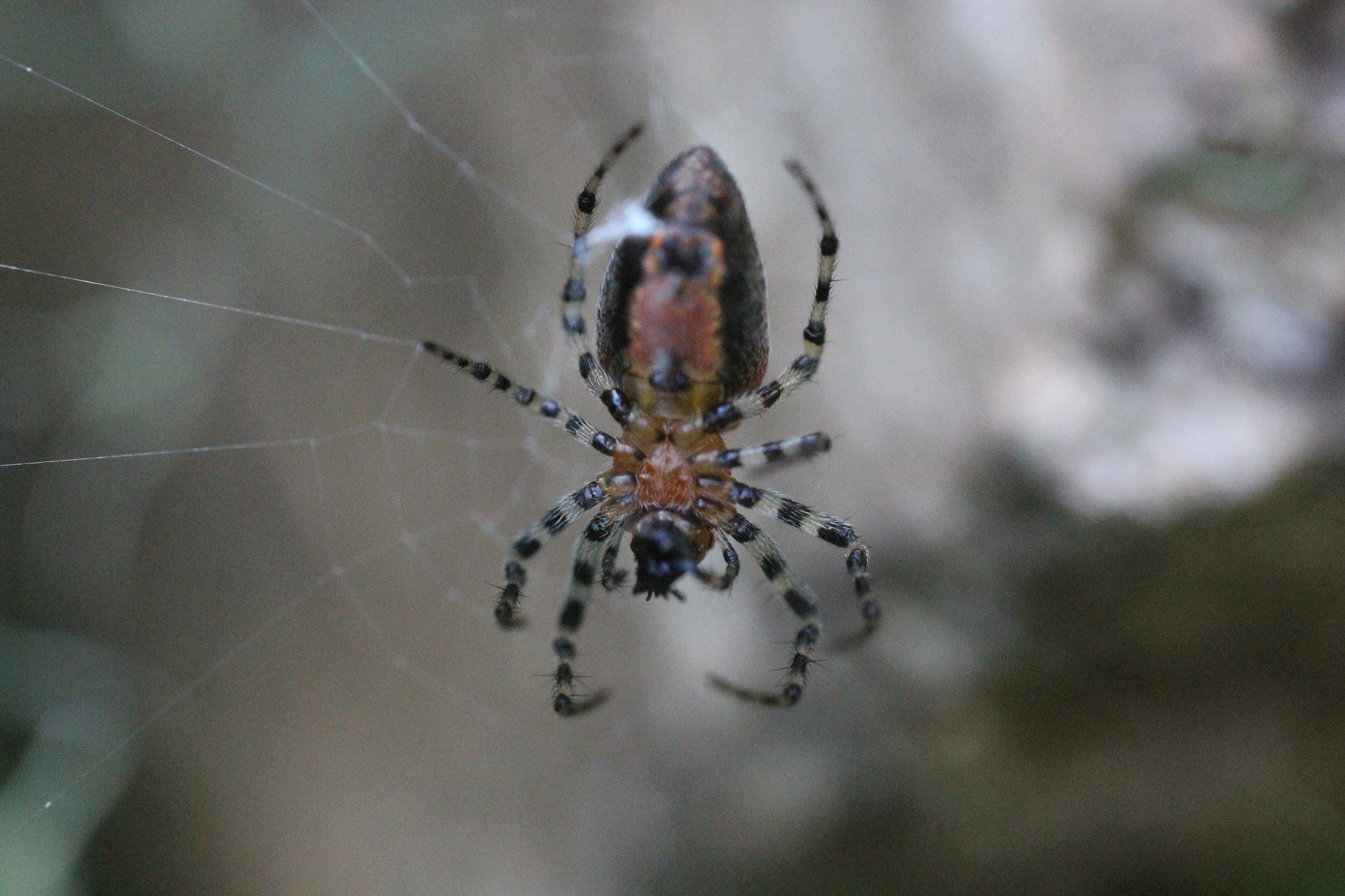 Sigma 150mm f/2.8 EX DG OS HSM APO Macro sample photo. Spider photography