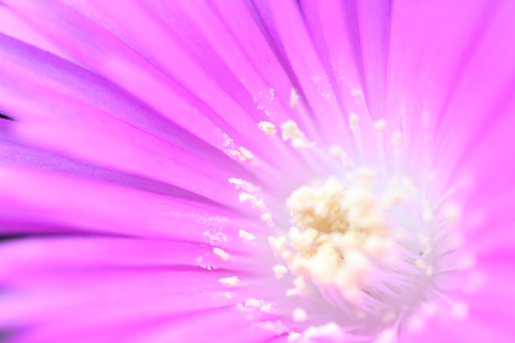 Sigma 150mm f/2.8 EX DG OS HSM APO Macro sample photo. Nature explosion photography