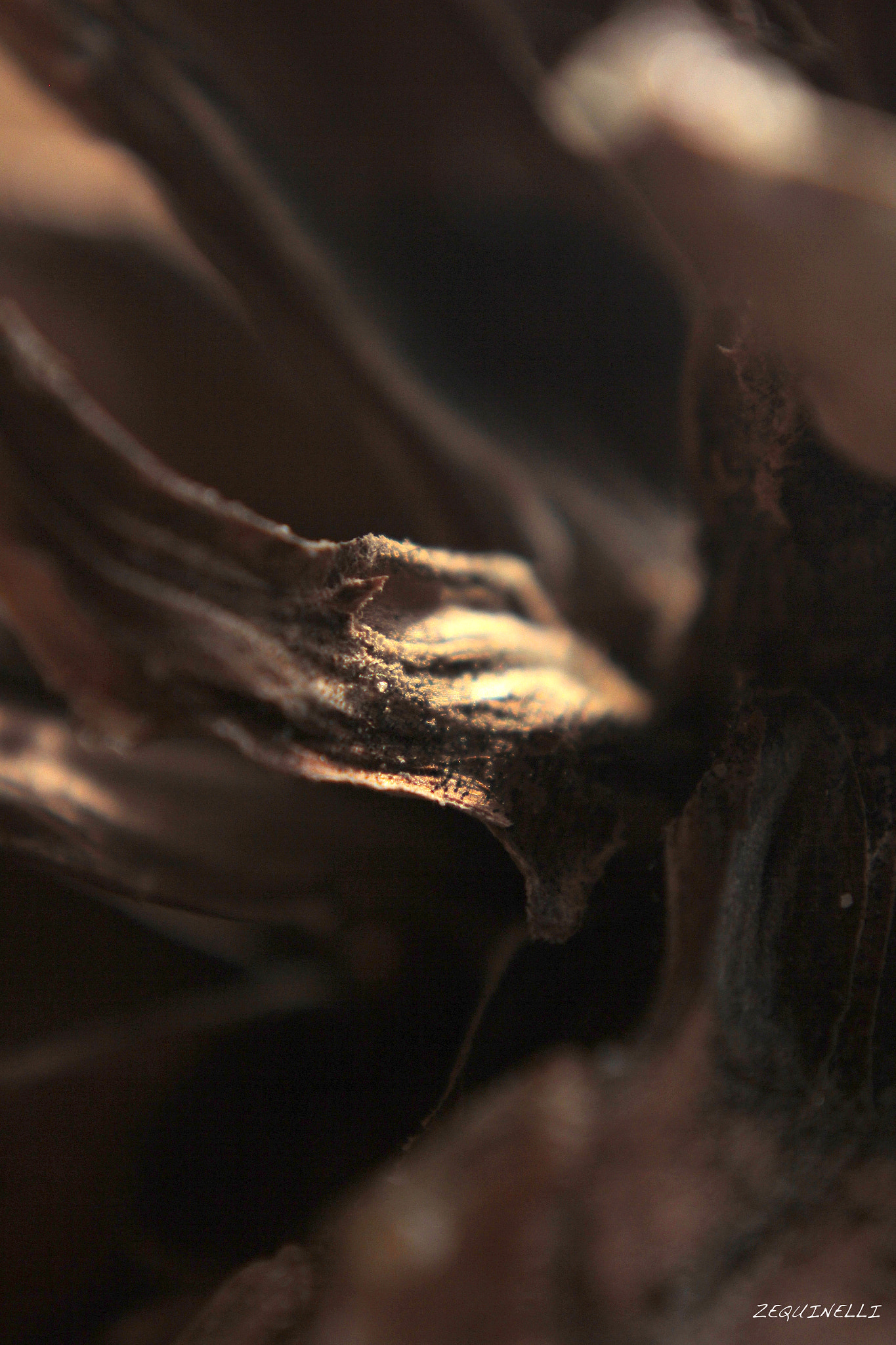 Sigma 28-80mm f/3.5-5.6 II Macro sample photo. Anxiety photography