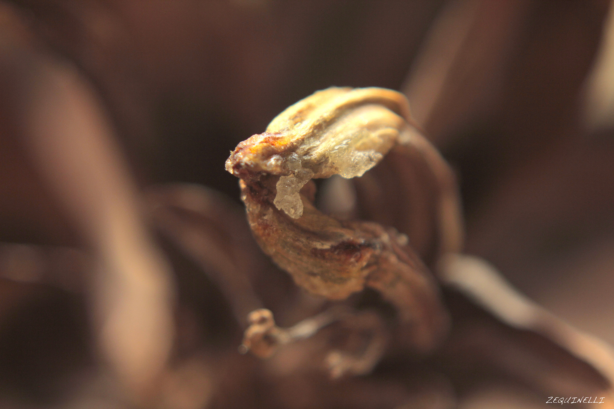 Sigma 28-80mm f/3.5-5.6 II Macro sample photo. Cry photography