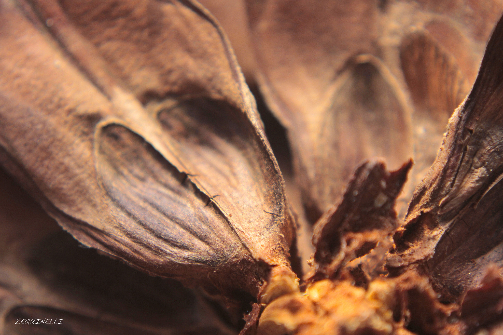 Sigma 28-80mm f/3.5-5.6 II Macro sample photo. Heart photography