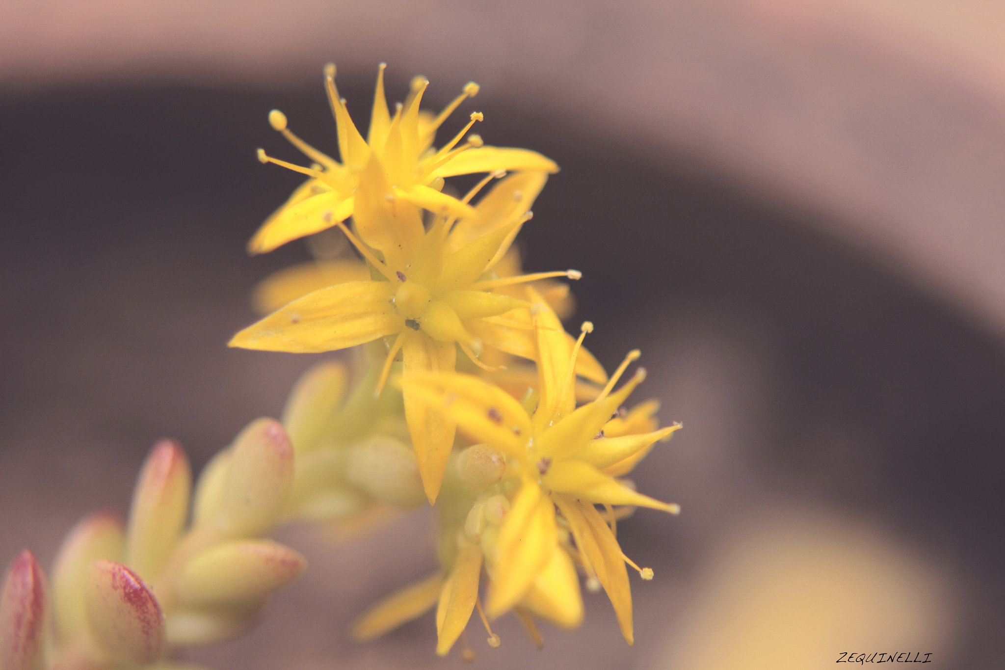 Sigma 28-80mm f/3.5-5.6 II Macro sample photo. I play with my reality photography
