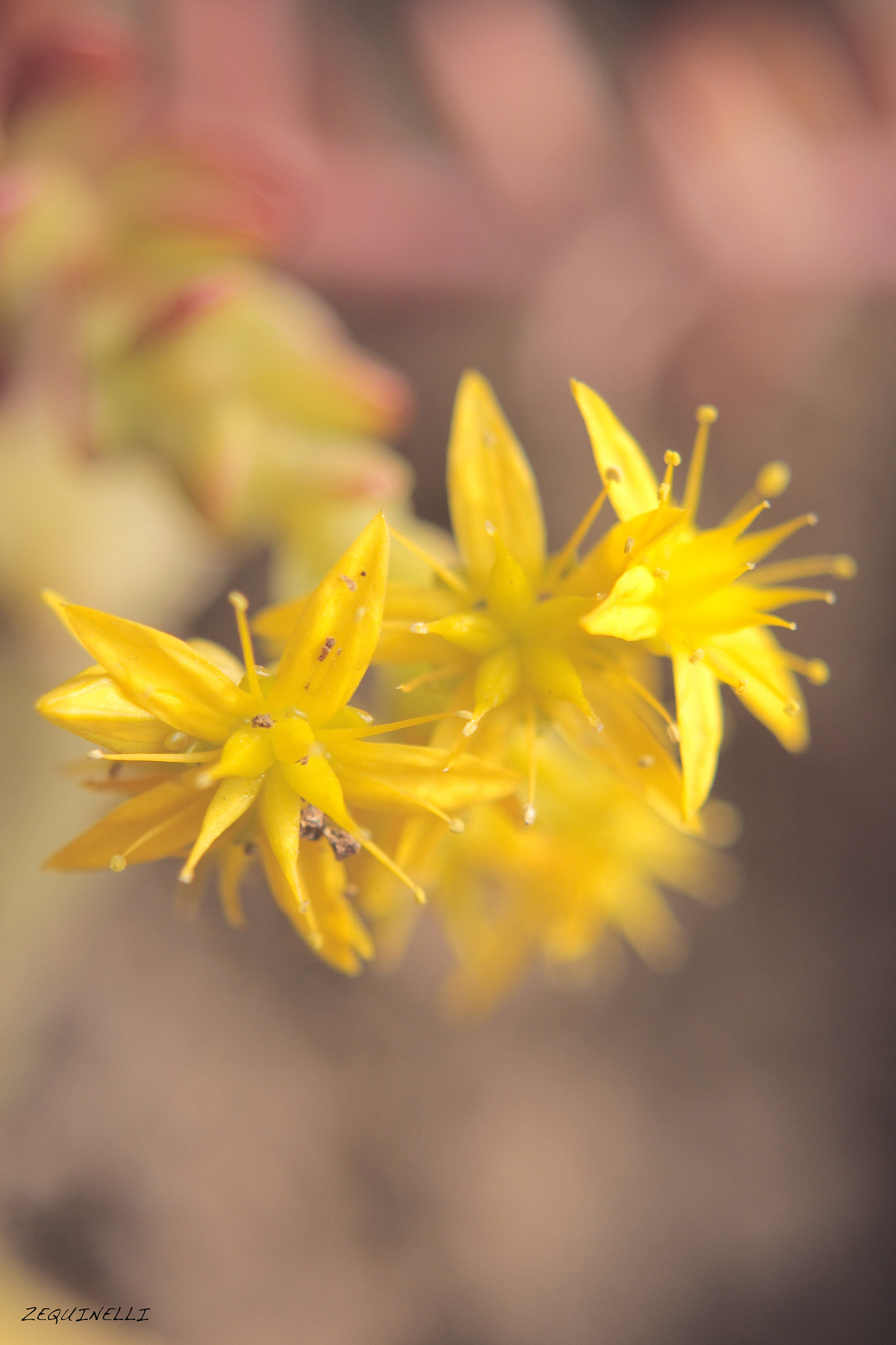 Sigma 28-80mm f/3.5-5.6 II Macro sample photo. In my heart beats so fast photography