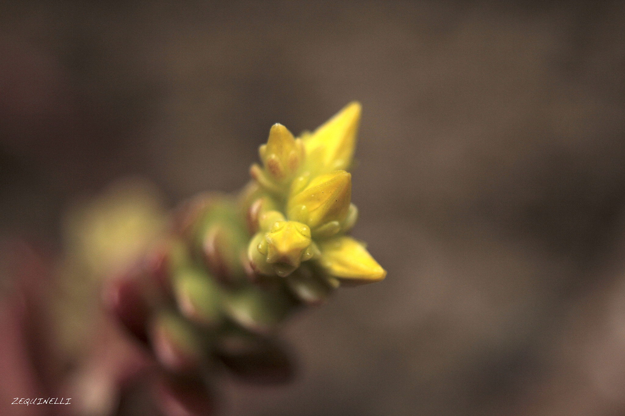 Sigma 28-80mm f/3.5-5.6 II Macro sample photo. Inside my head photography