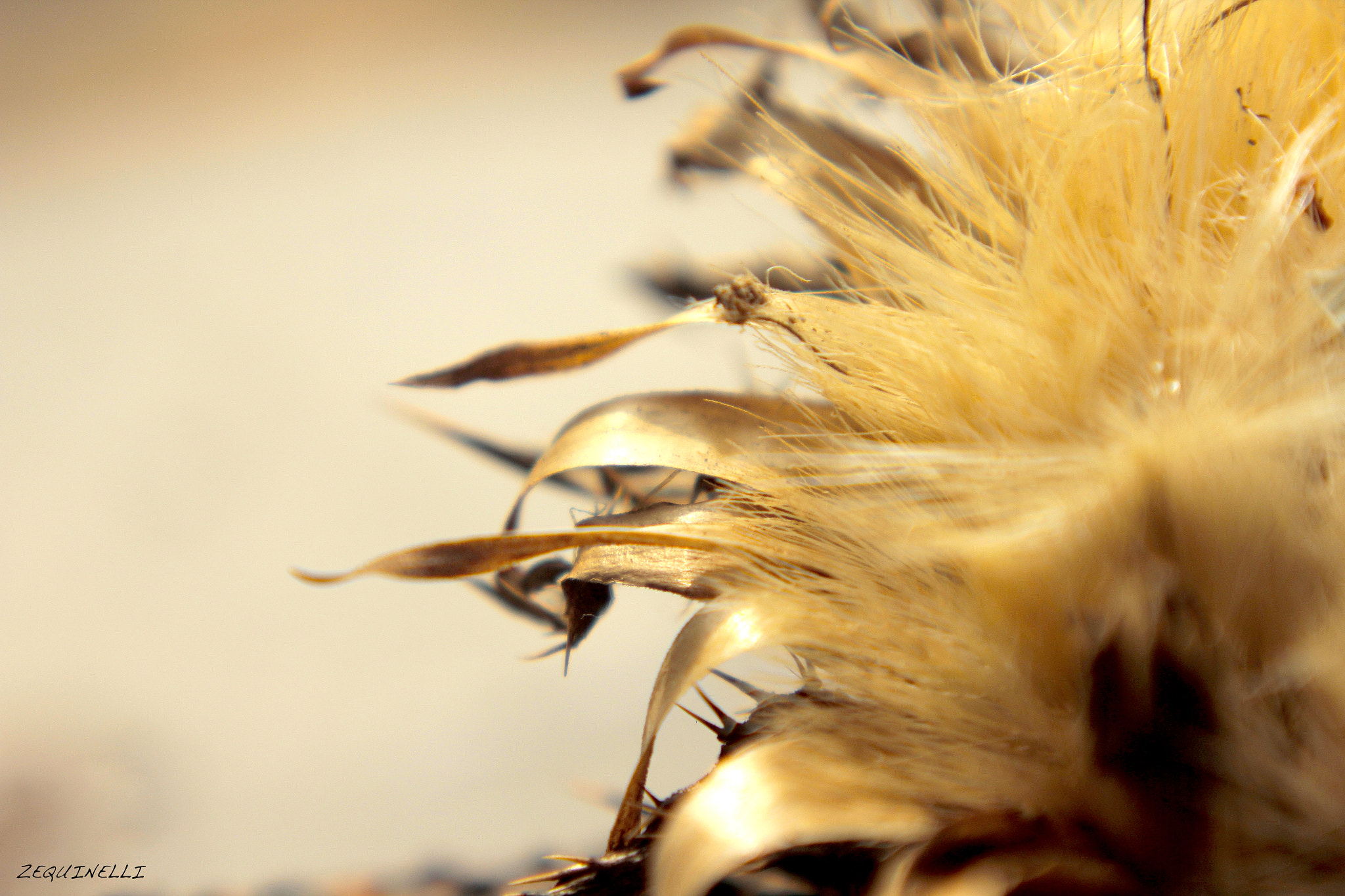 Sigma 28-80mm f/3.5-5.6 II Macro sample photo. Mess photography