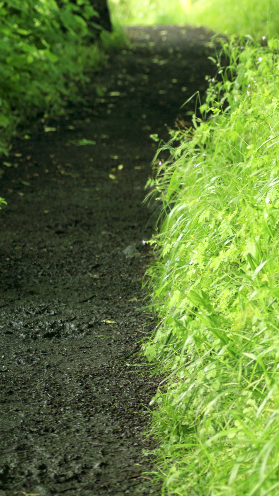 Canon EOS 550D (EOS Rebel T2i / EOS Kiss X4) sample photo. Shannons footpath photography