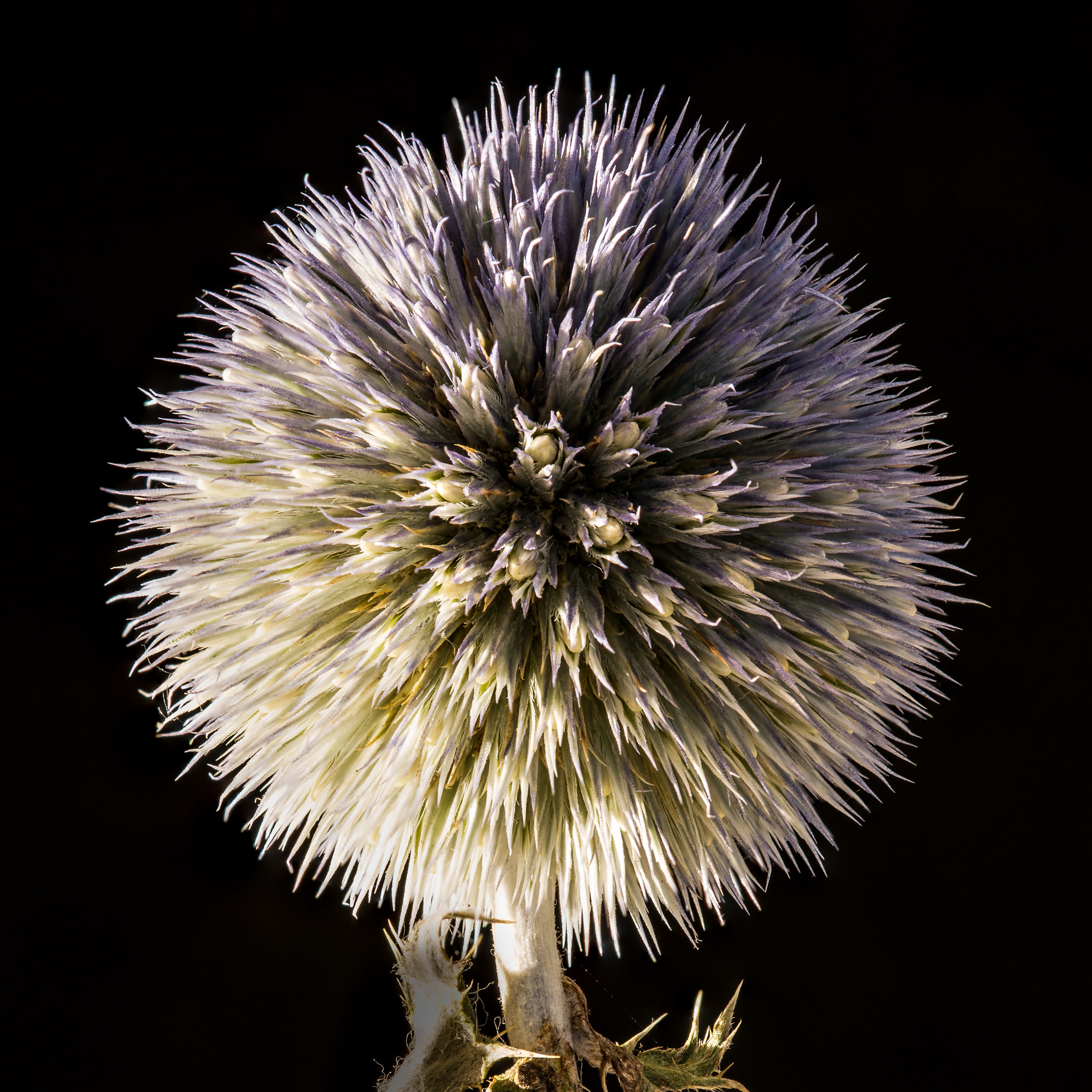 Nikon D600 + Nikon AF Micro-Nikkor 200mm F4D ED-IF sample photo. Thistle puff photography