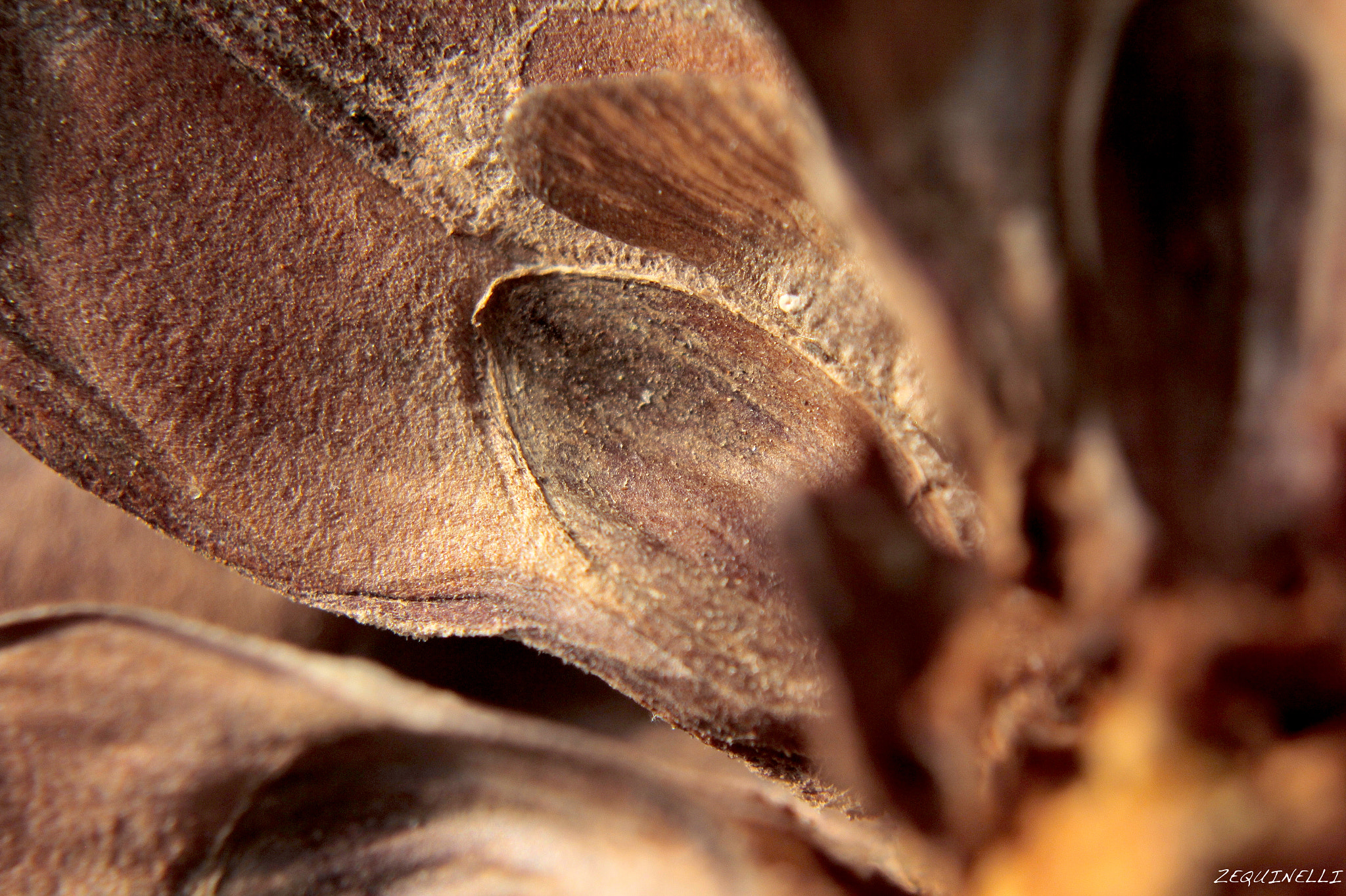 Sigma 28-80mm f/3.5-5.6 II Macro sample photo. Skin photography