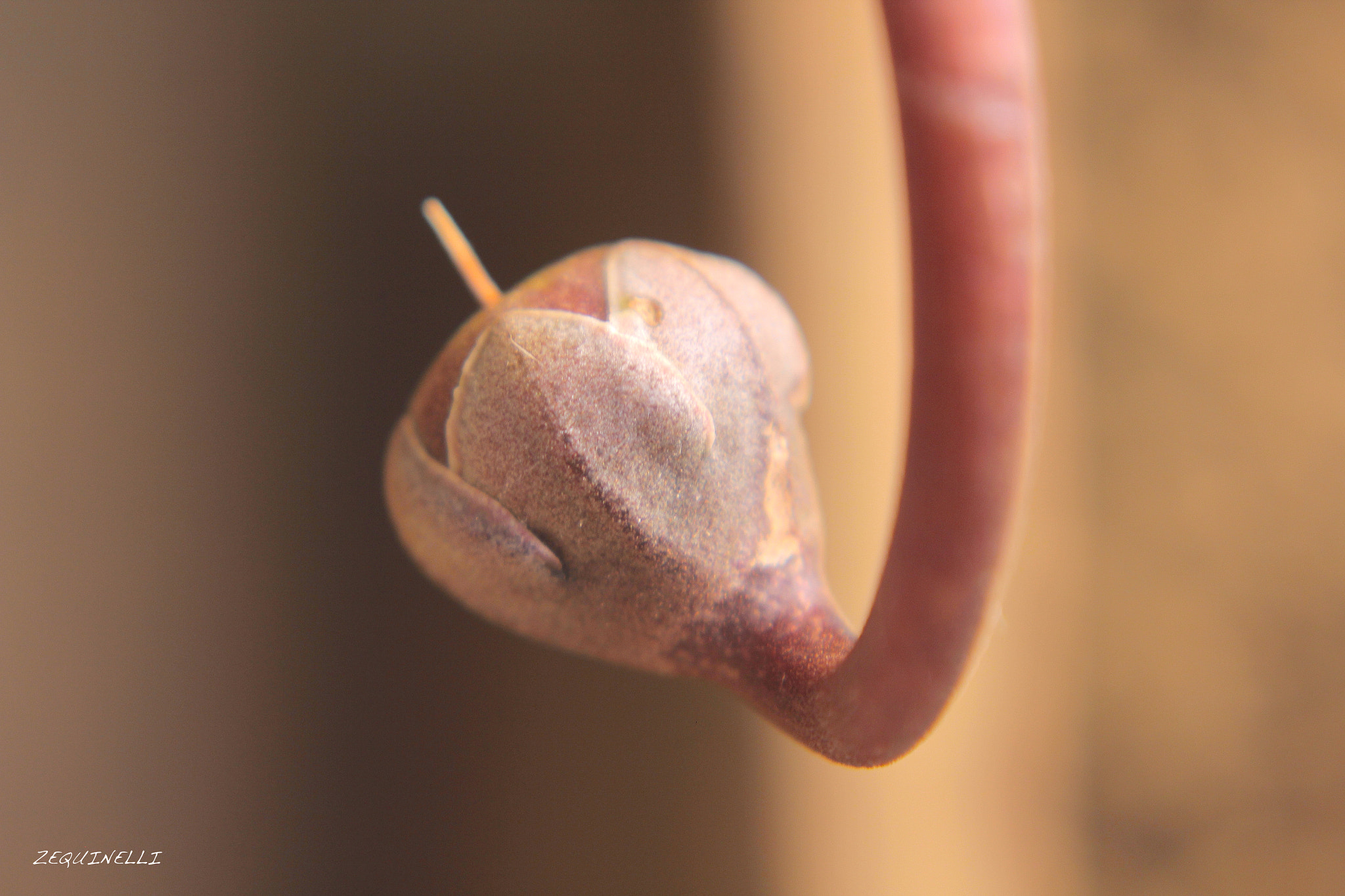Sigma 28-80mm f/3.5-5.6 II Macro sample photo. So close photography