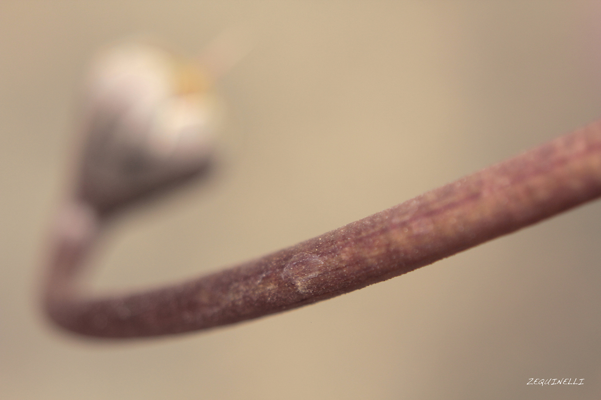 Sigma 28-80mm f/3.5-5.6 II Macro sample photo. So far photography