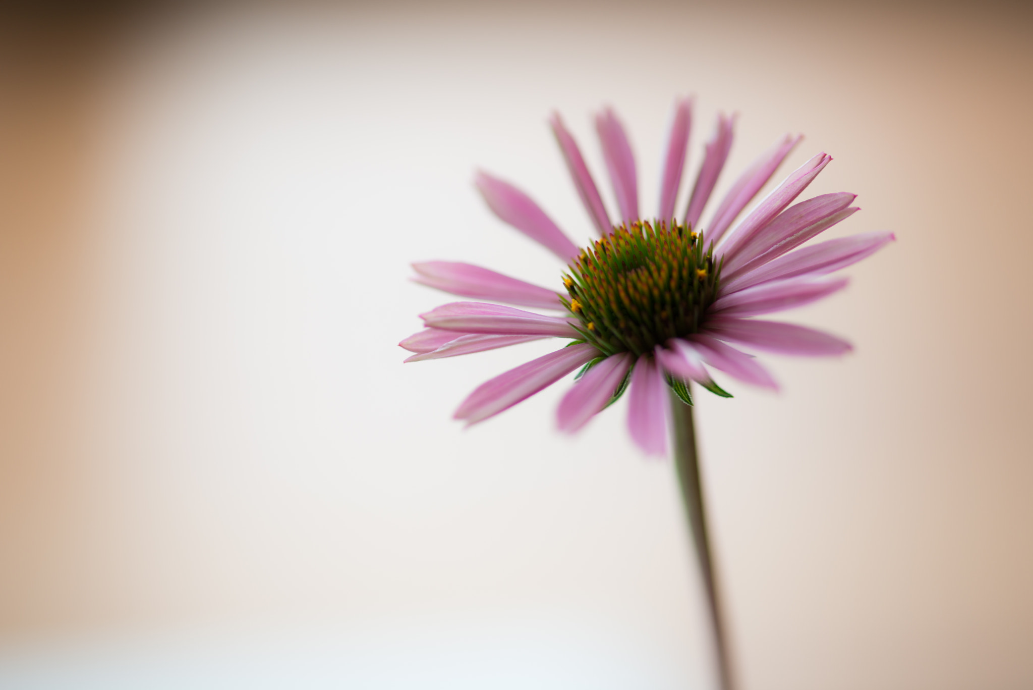ZEISS Makro-Planar T* 100mm F2 sample photo