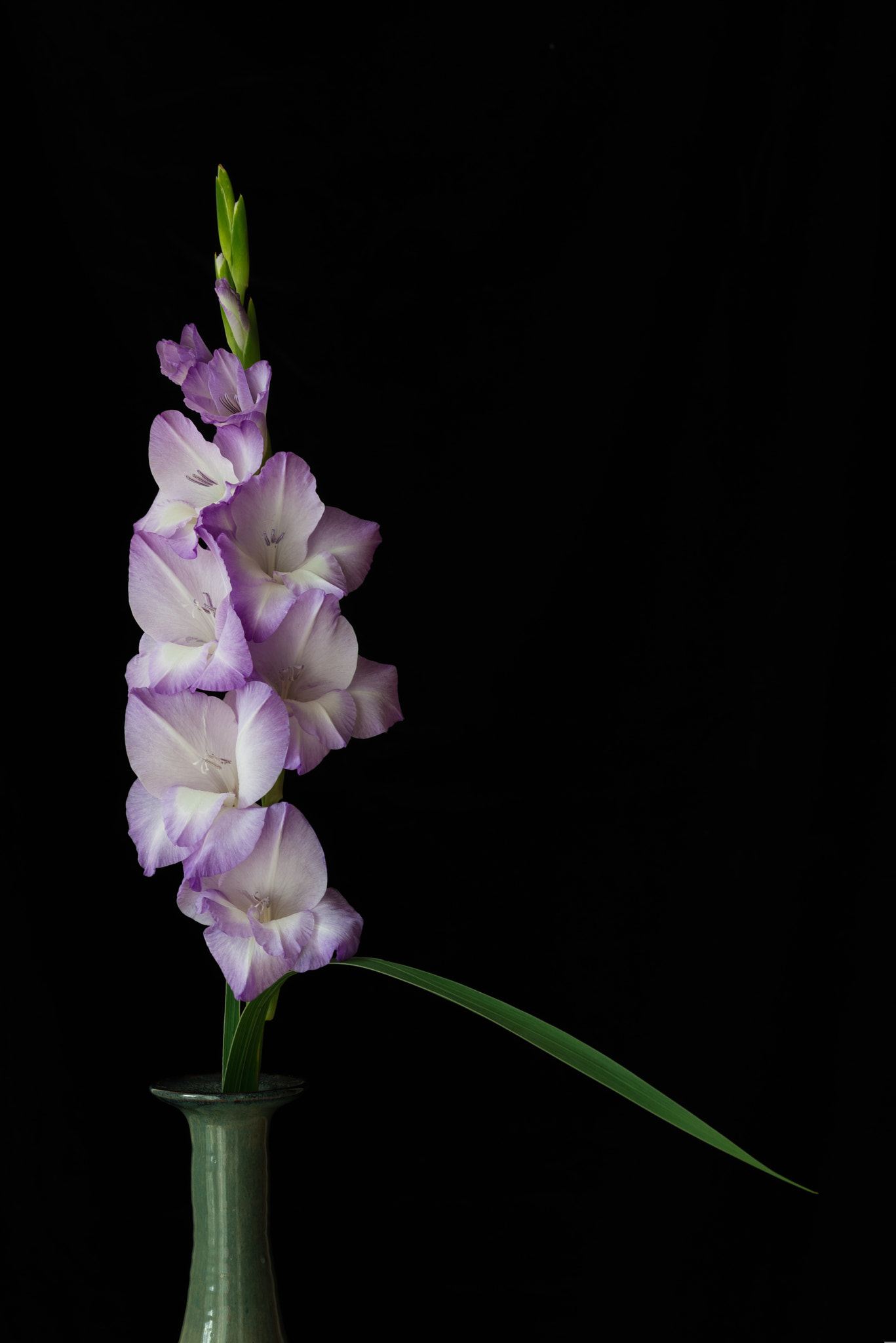 ZEISS Makro-Planar T* 100mm F2 sample photo