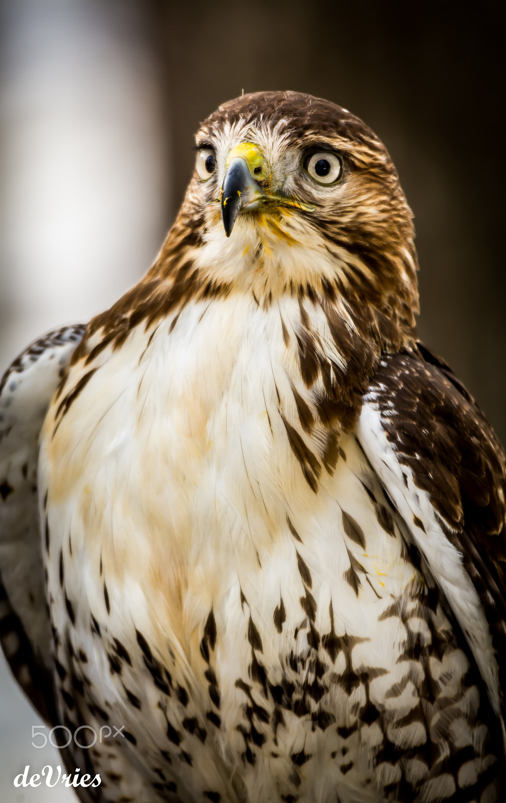 Sigma 120-400mm F4.5-5.6 DG OS HSM sample photo. Zayda the red tailed hawk . . . photography