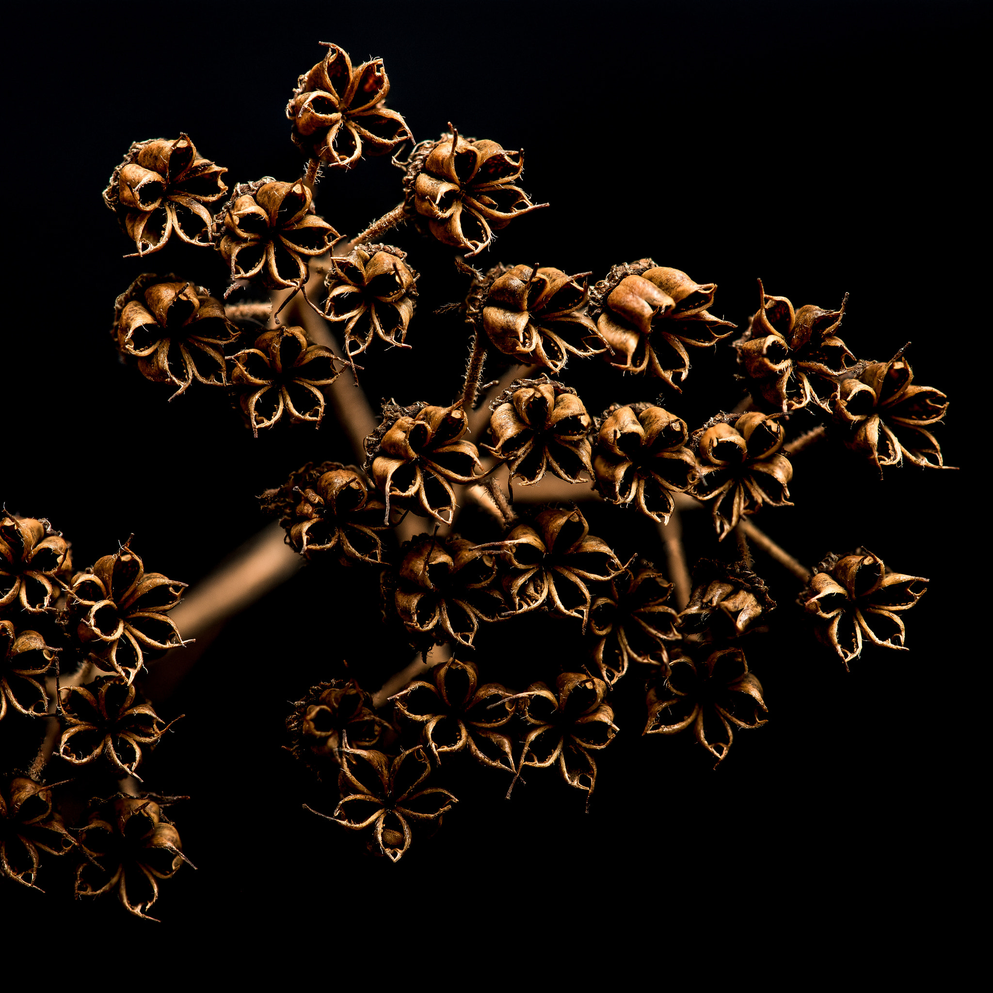 Nikon D600 + Nikon AF Micro-Nikkor 200mm F4D ED-IF sample photo. Pentagonal pods photography