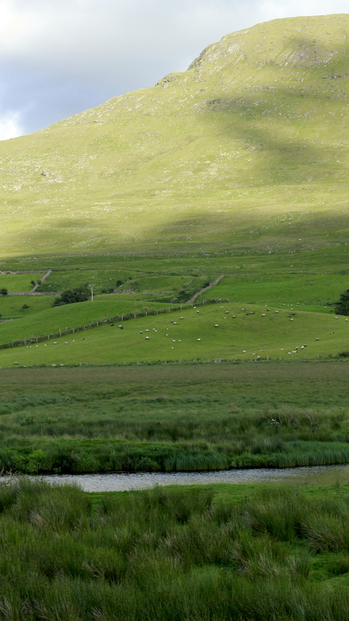 Canon EOS 550D (EOS Rebel T2i / EOS Kiss X4) + Canon EF 50mm F1.8 II sample photo. Sheep in the meadow ireland photography