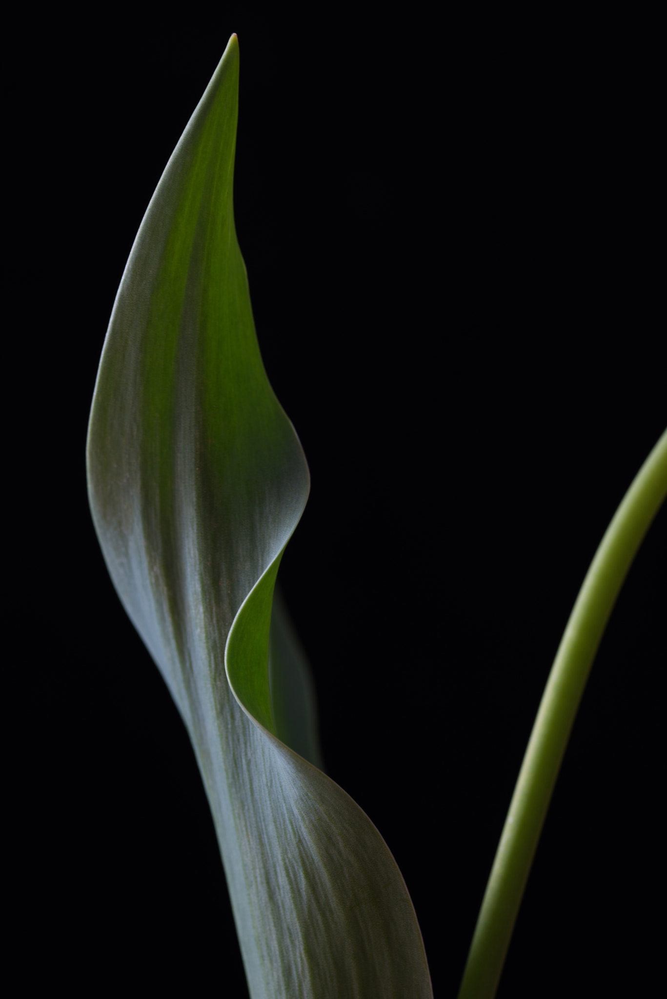 ZEISS Makro-Planar T* 100mm F2 sample photo. 17455299832.jpg photography