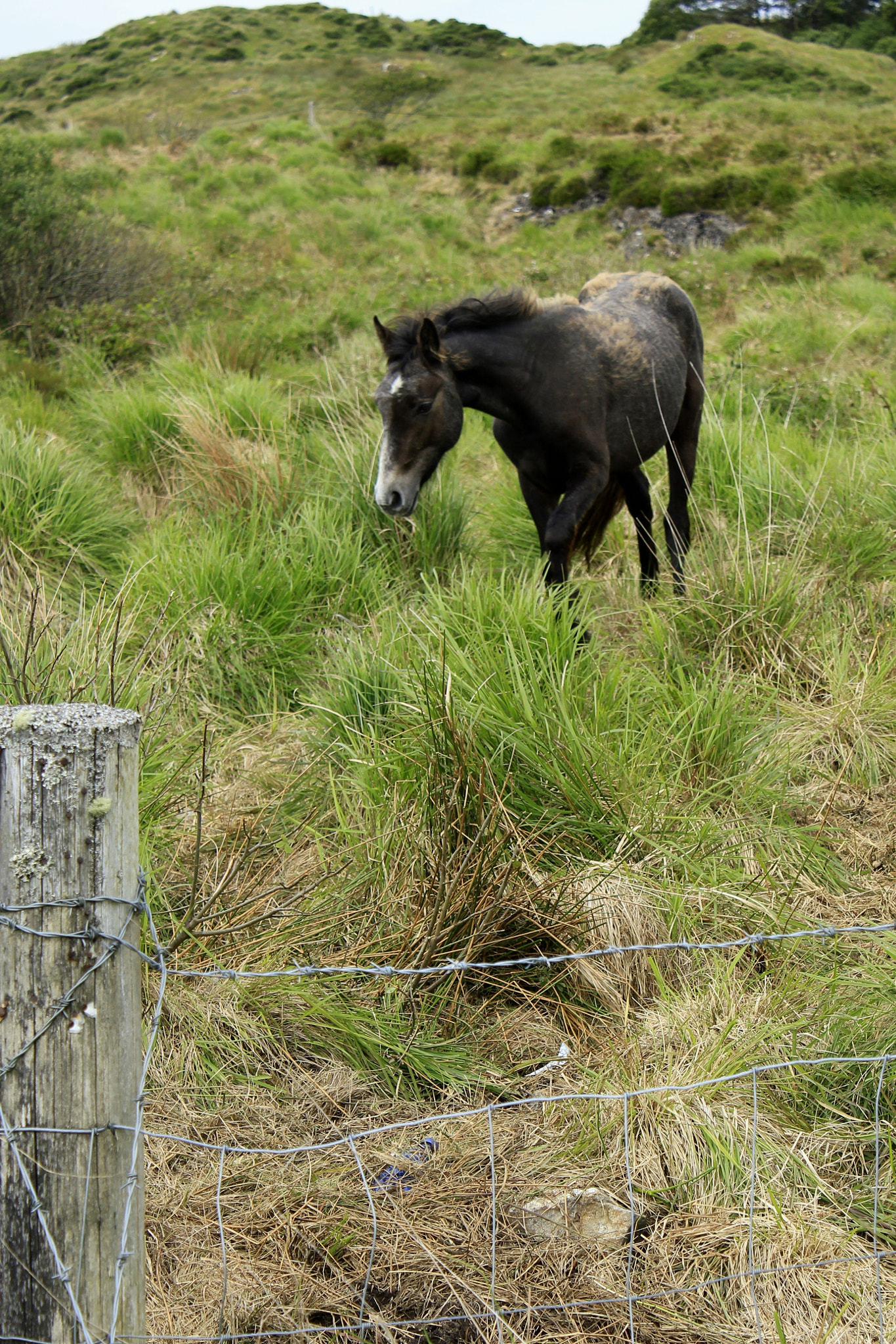 Canon EF-S 18-55mm F3.5-5.6 IS sample photo. Black pony galway co ireland photography