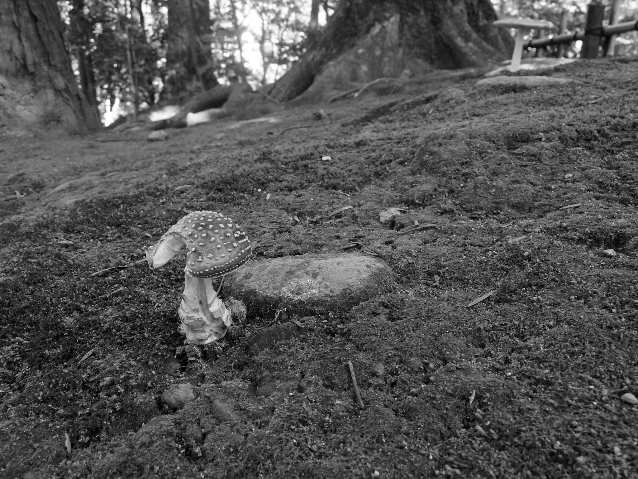 Pentax Q10 sample photo. Trip photography