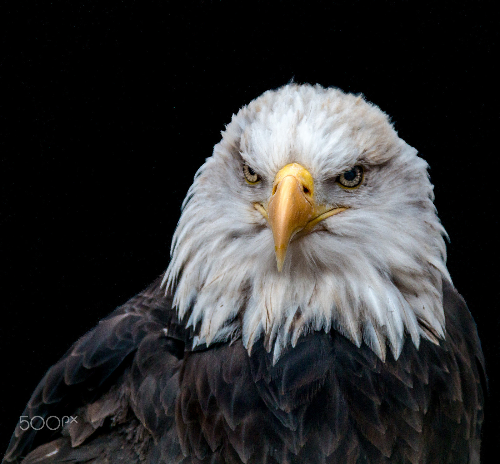 Canon EF 28-300mm F3.5-5.6L IS USM sample photo. American eagle photography