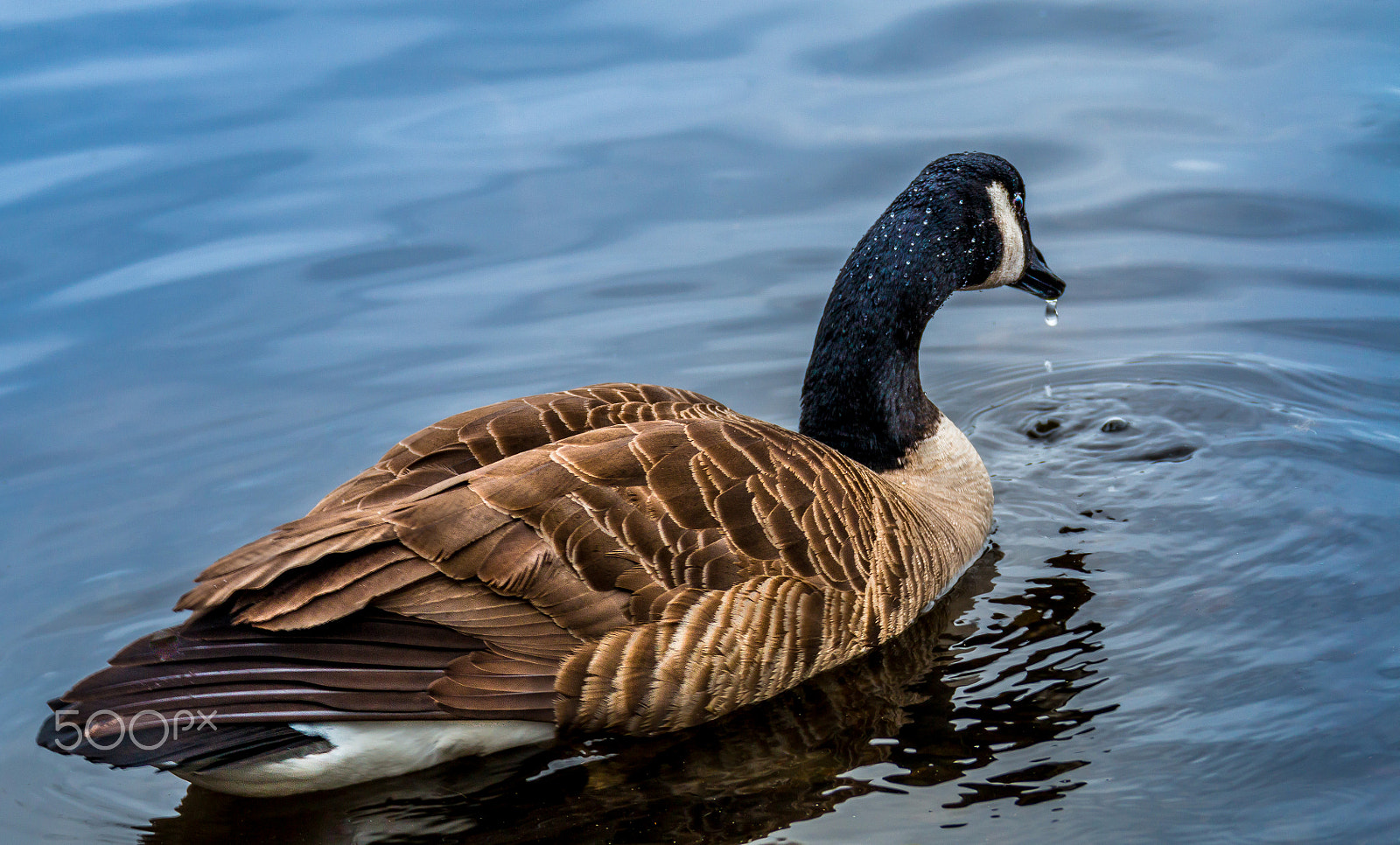 Canon EOS 70D + Canon EF 28-300mm F3.5-5.6L IS USM sample photo. Duck photography