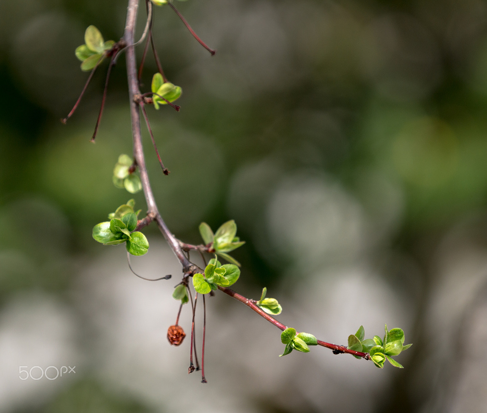 Canon EOS 100D (EOS Rebel SL1 / EOS Kiss X7) sample photo. Budding branch photography