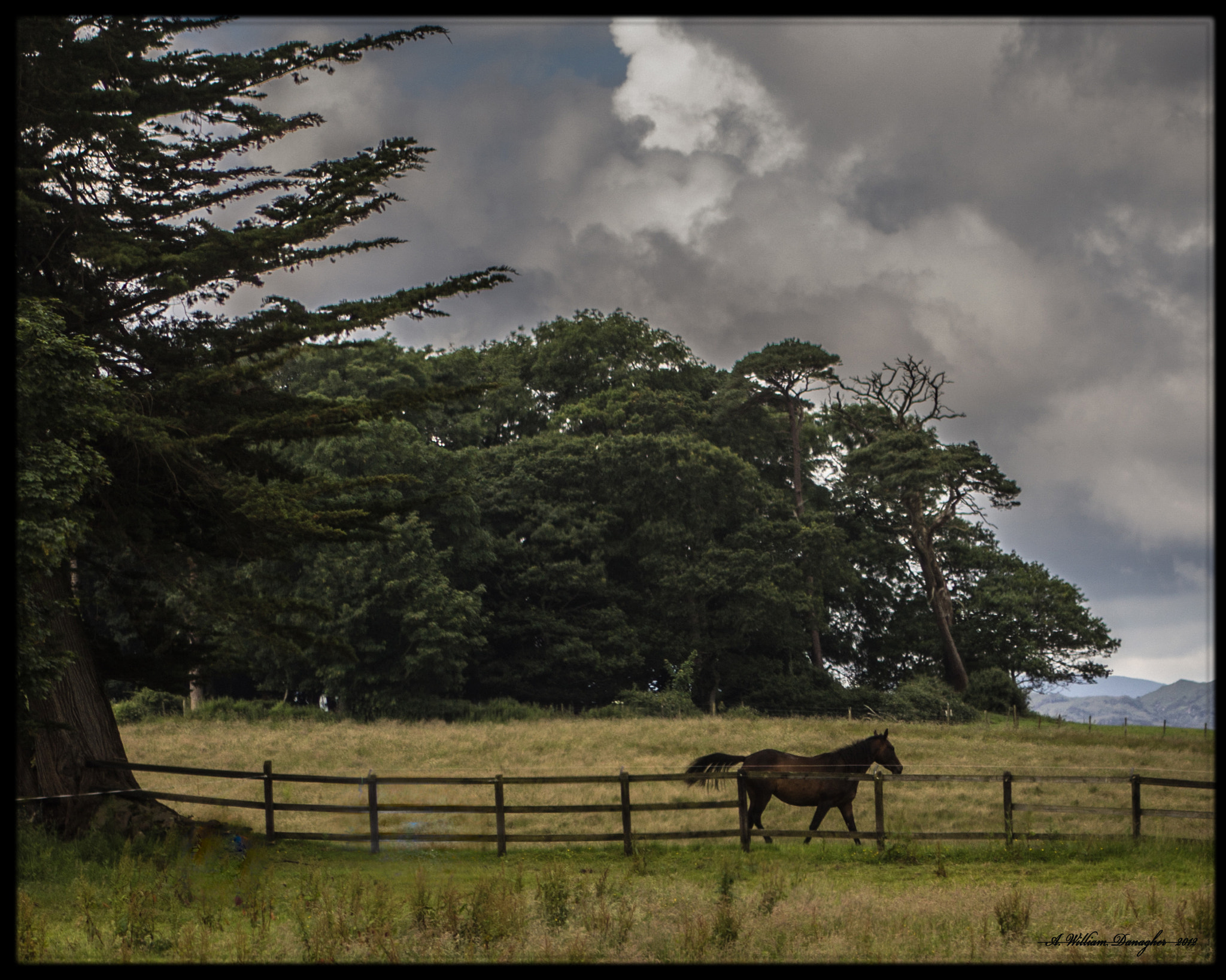 Canon EF 100-300mm f/5.6 sample photo. Irish nellie photography