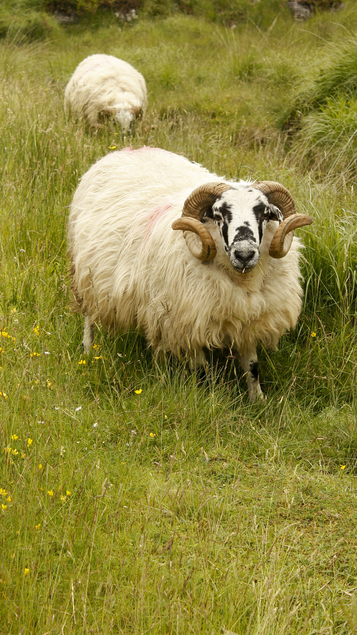 Canon EOS 550D (EOS Rebel T2i / EOS Kiss X4) + Canon EF-S 18-55mm F3.5-5.6 IS sample photo. Ring of kerry ram photography