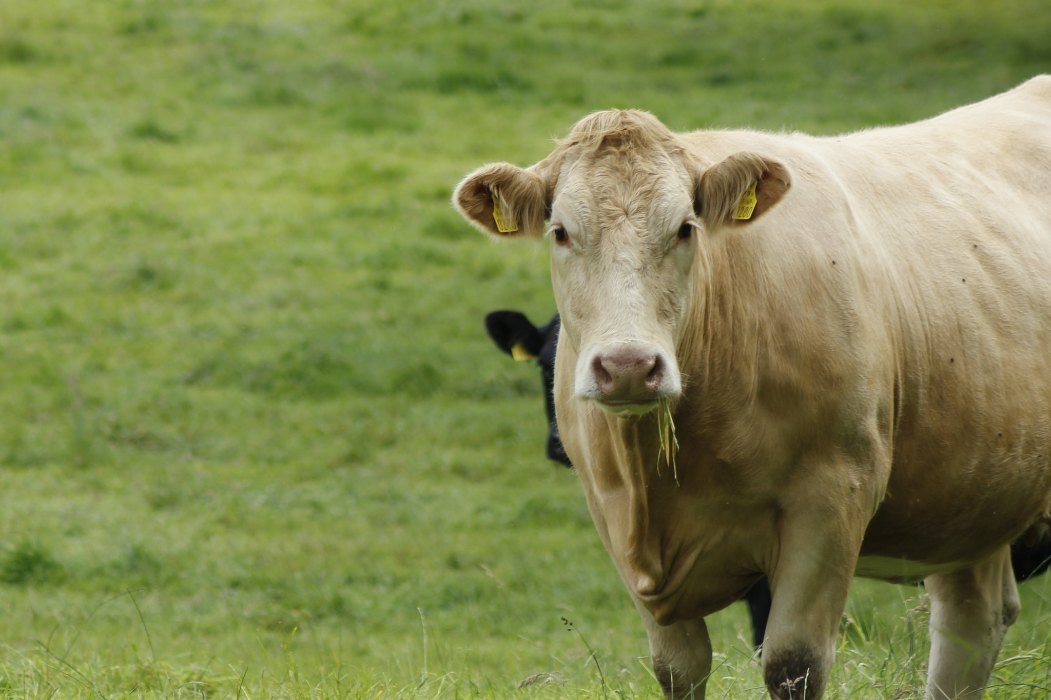 Canon EOS 550D (EOS Rebel T2i / EOS Kiss X4) sample photo. Kerry co cow photography