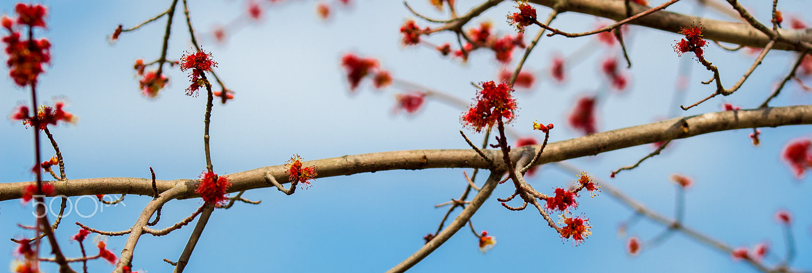 Canon EOS 100D (EOS Rebel SL1 / EOS Kiss X7) + Canon EF 70-200mm F2.8L IS II USM sample photo. Red buds on tree branches photography