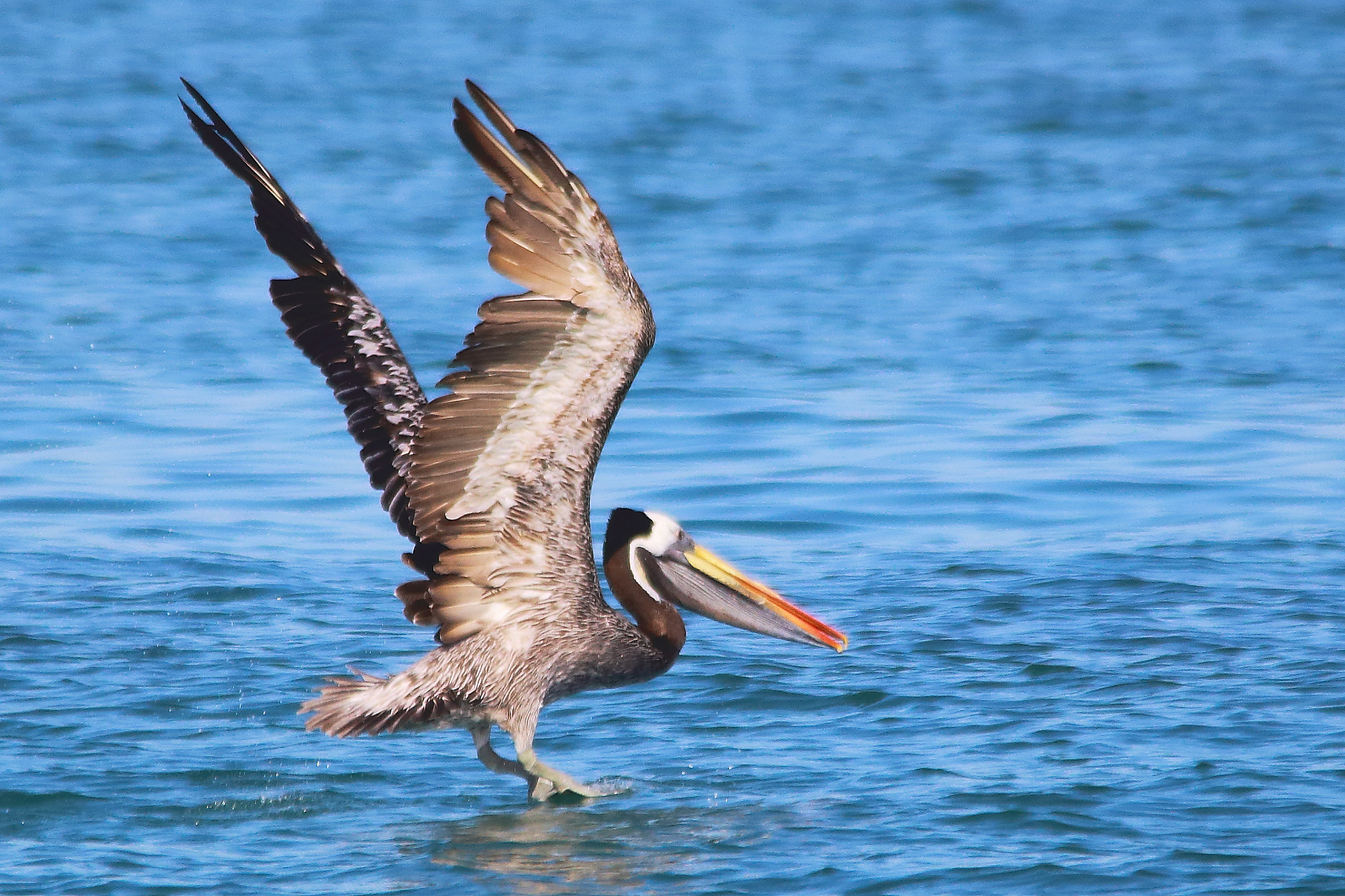 Sigma 150-500mm F5-6.3 DG OS HSM sample photo