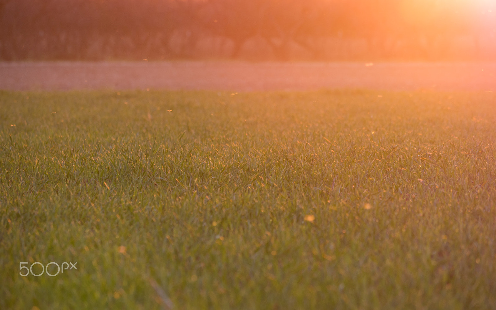 Panasonic Lumix DMC-GH4 sample photo. Texas pasture photography