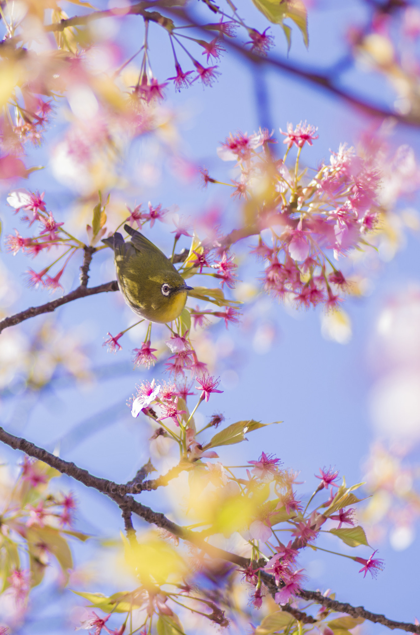 Pentax smc D-FA 100mm F2.8 Macro WR sample photo. Bird and blossoms photography
