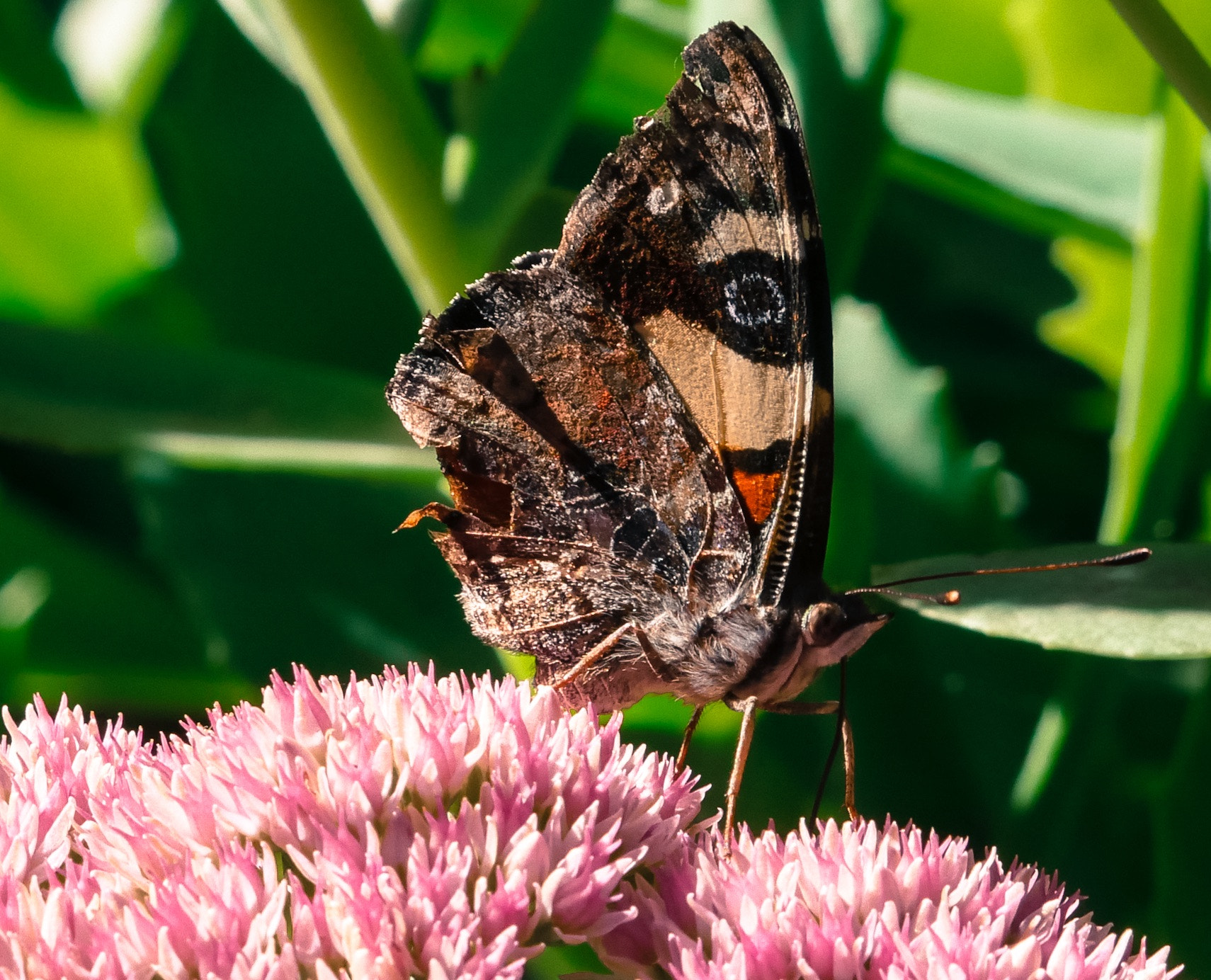 Panasonic Lumix DMC-G7 sample photo. Feeding butterfly photography