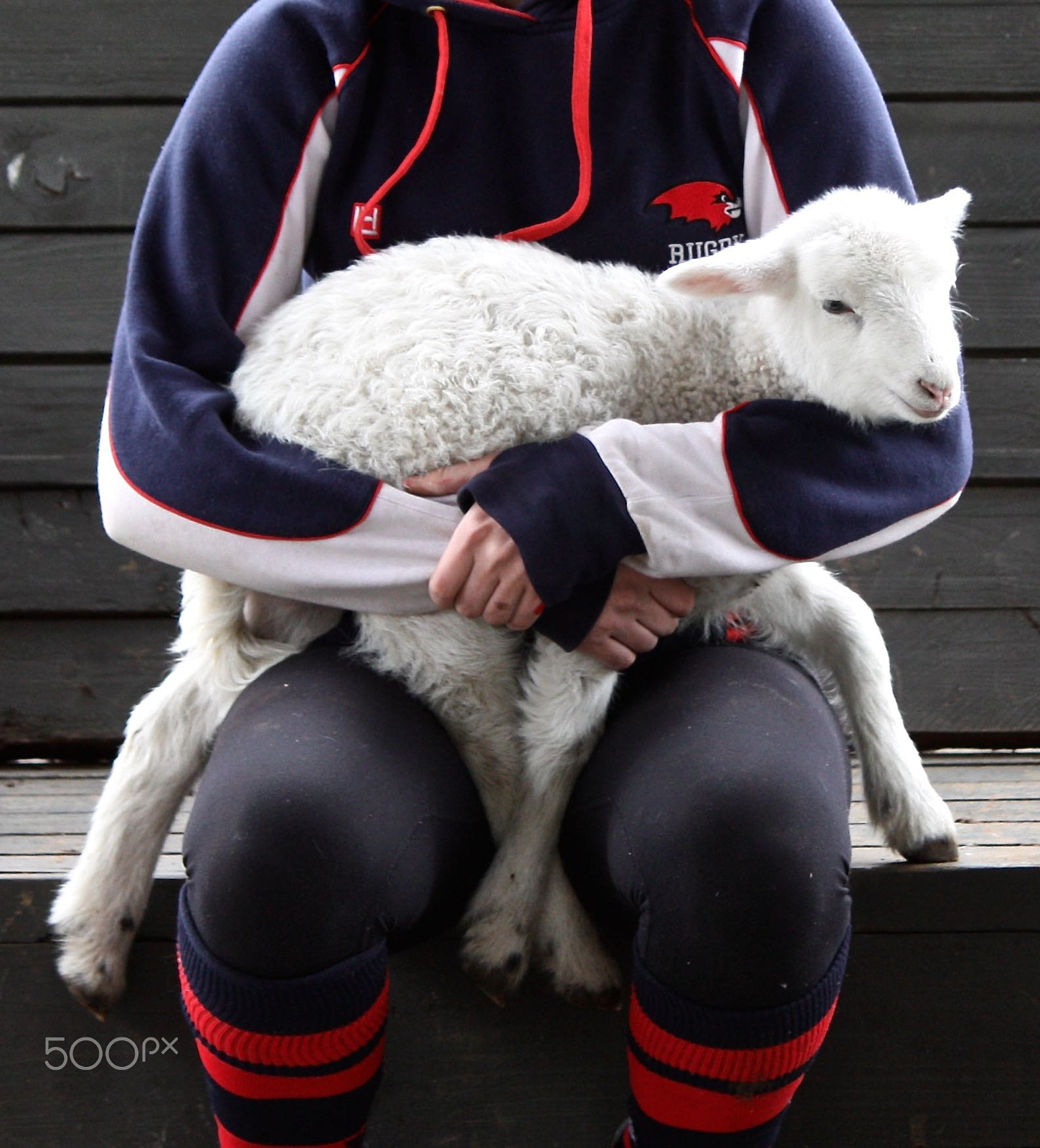 Canon EOS 450D (EOS Rebel XSi / EOS Kiss X2) sample photo. Spring lamb. photography