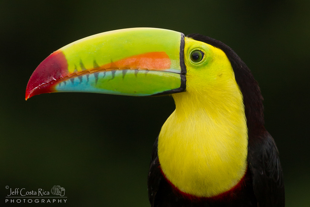 Keel-billed Toucan 2 by Jeffrey Muñoz on 500px.com