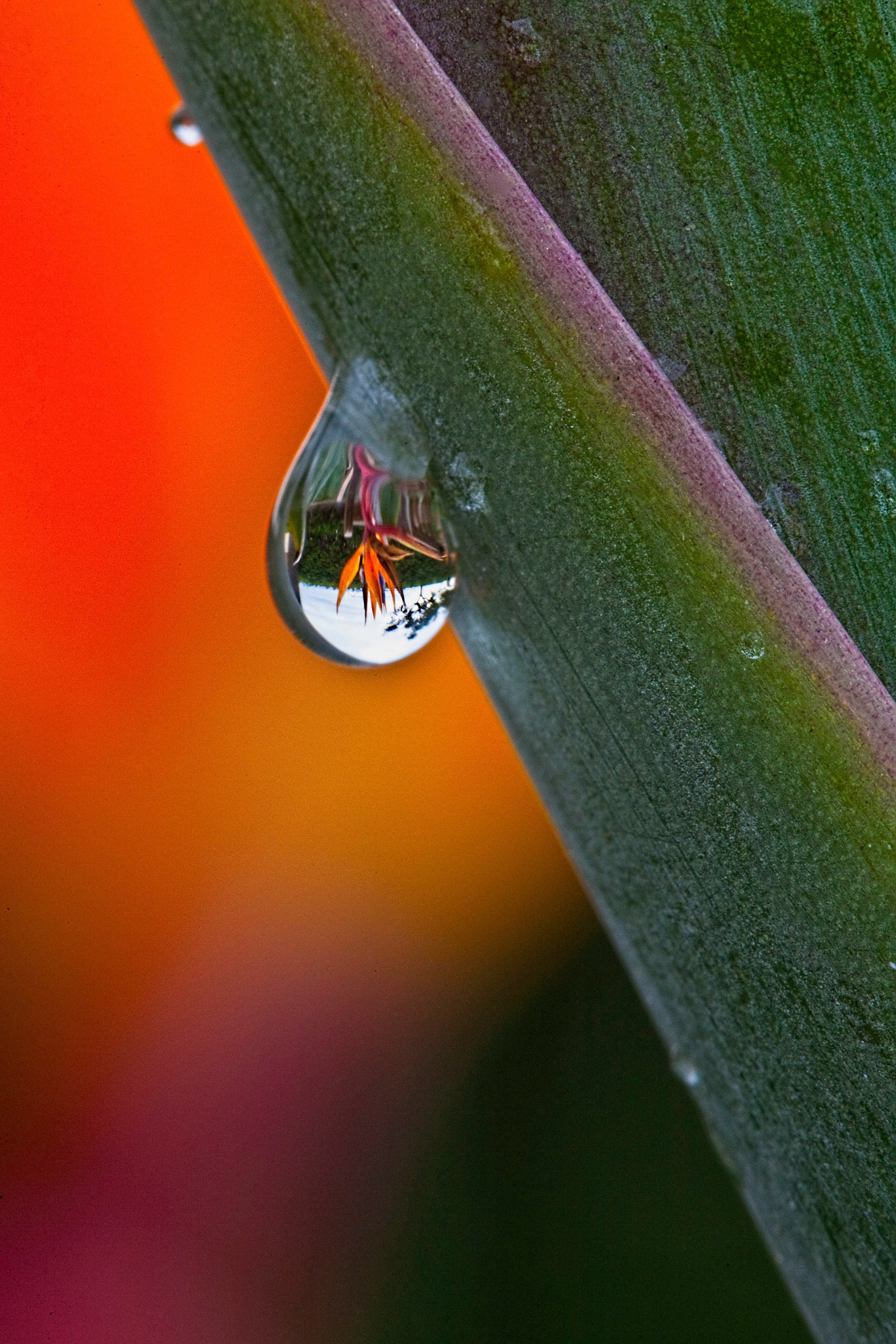 Canon EOS 5D + Canon EF 100mm F2.8 Macro USM sample photo. Micro image of a water drop on a bird of paradise stem. photography