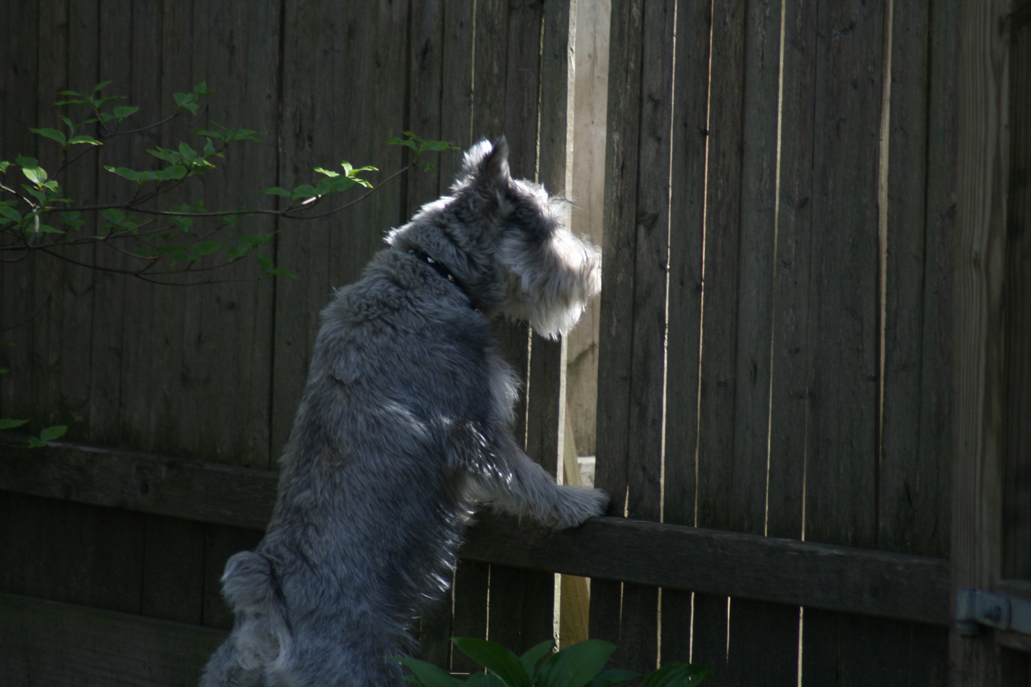 Canon EOS 400D (EOS Digital Rebel XTi / EOS Kiss Digital X) sample photo. Peeking through the fence photography