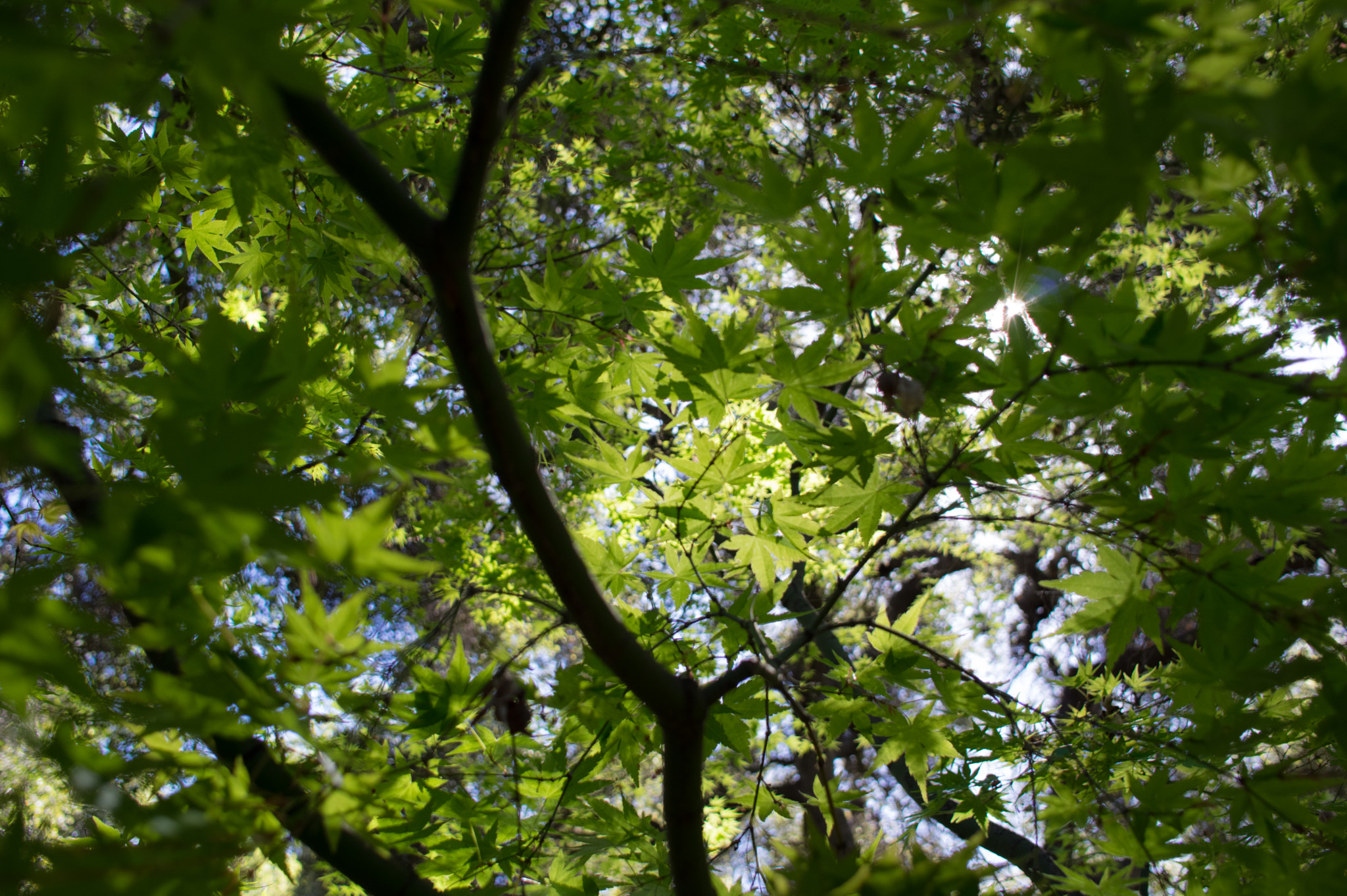 HD Pentax DA 21mm F3.2 AL Limited sample photo. Japanese maple cover. photography