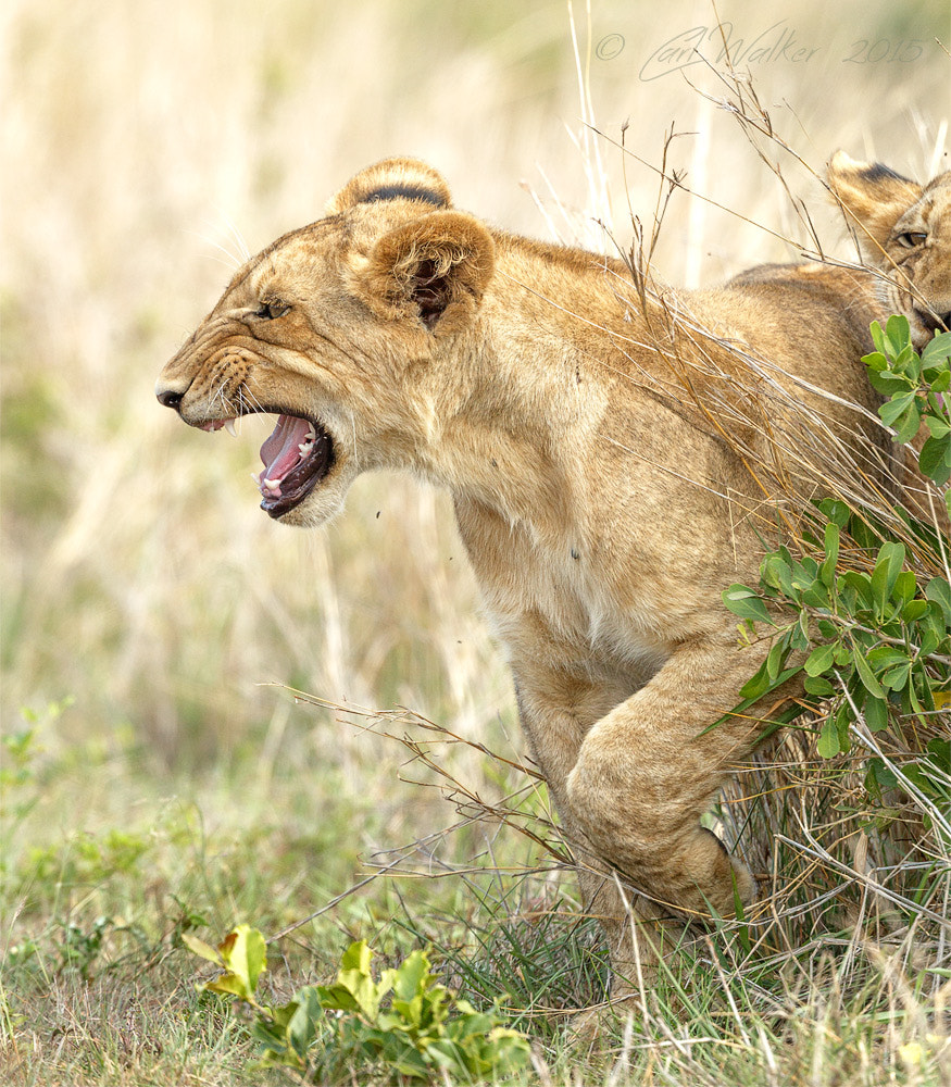 Canon EF 300mm F2.8L IS II USM sample photo. Flehmen test photography