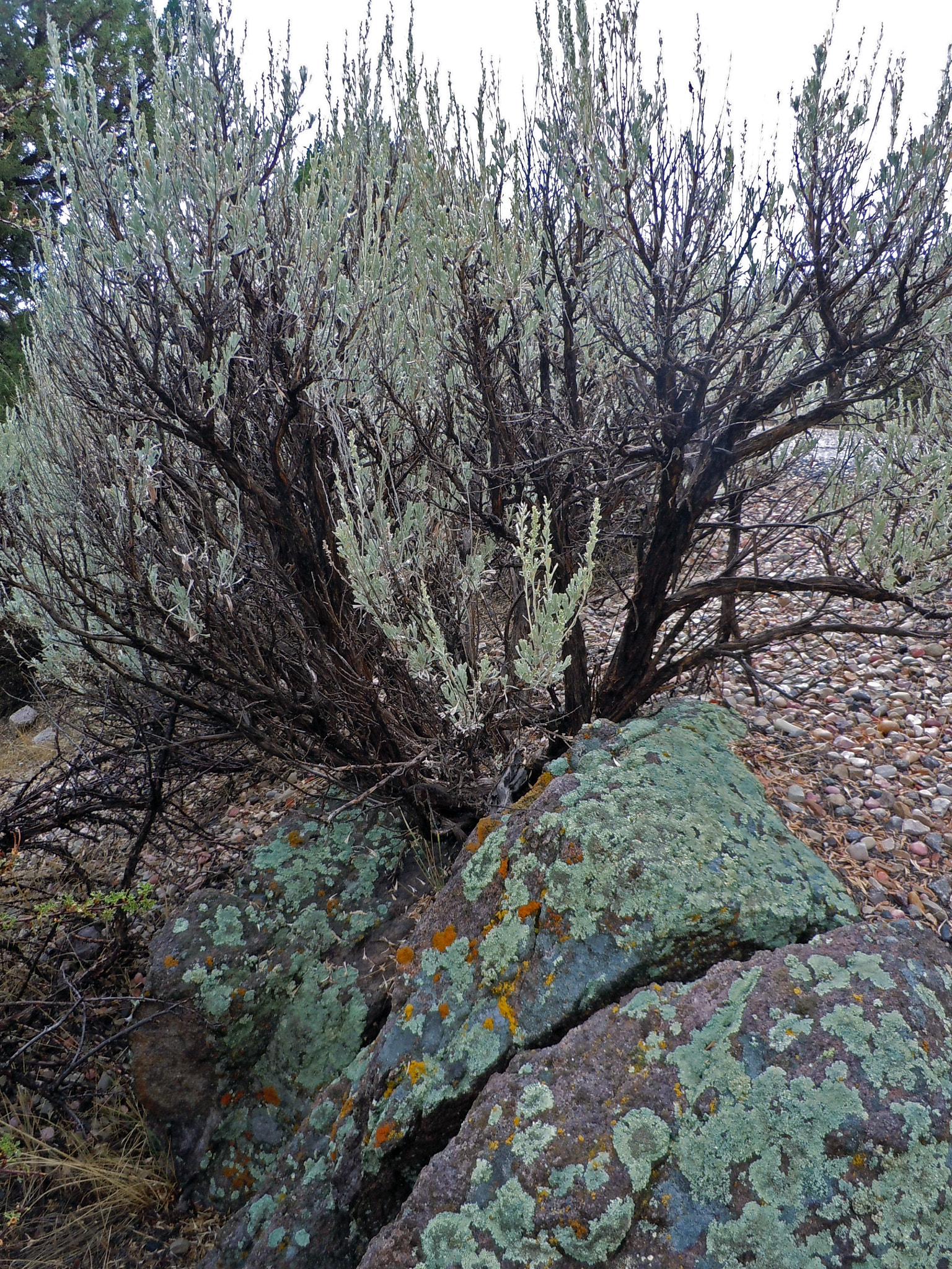 Nikon Coolpix S6000 sample photo. The crying bush photography